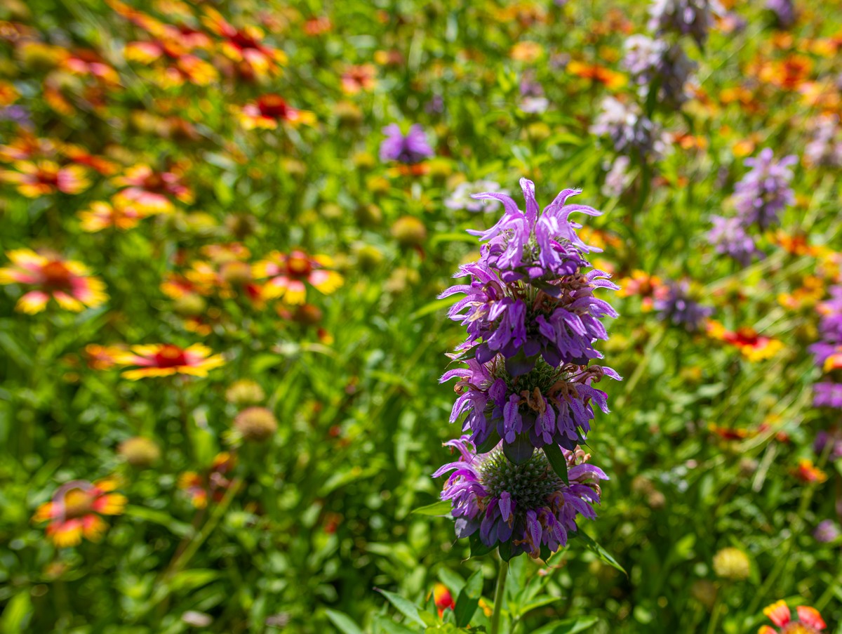 Nature photograph by Susanne Harm