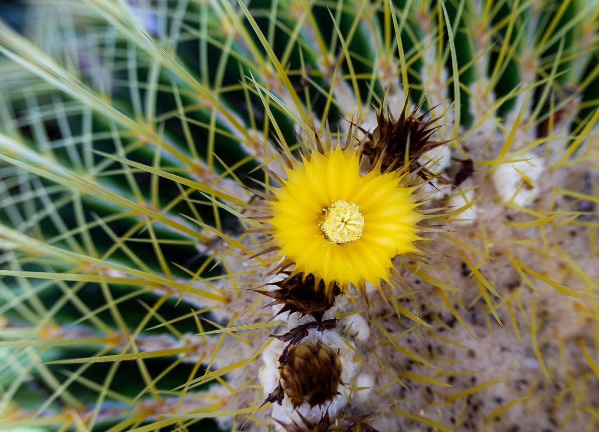 Nature photograph by Susanne Harm