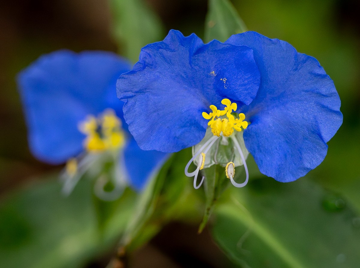Nature photograph by Susanne Harm