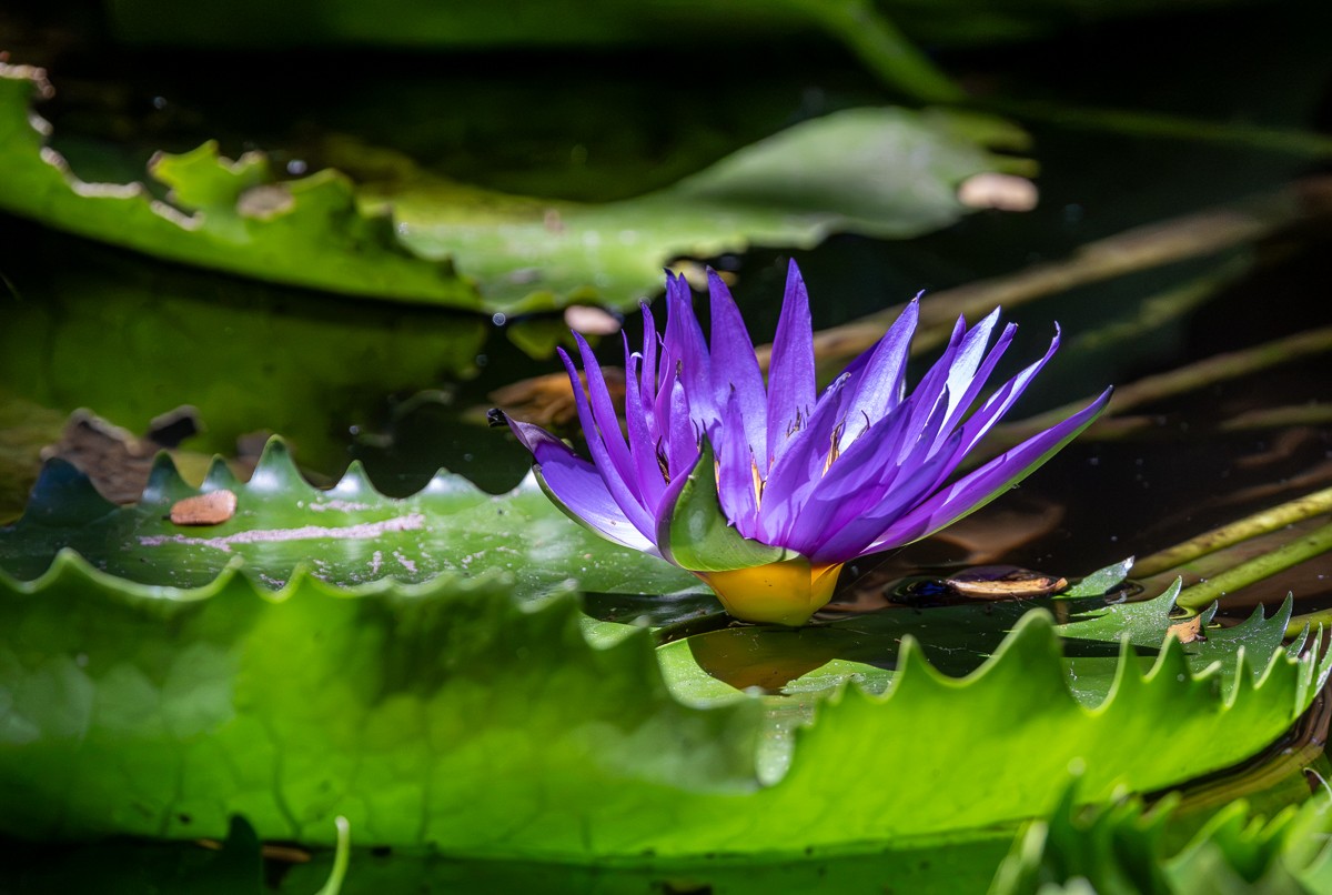 Nature photograph by Susanne Harm