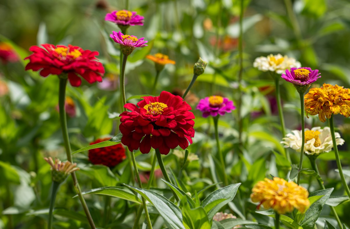 Nature photograph by Susanne Harm