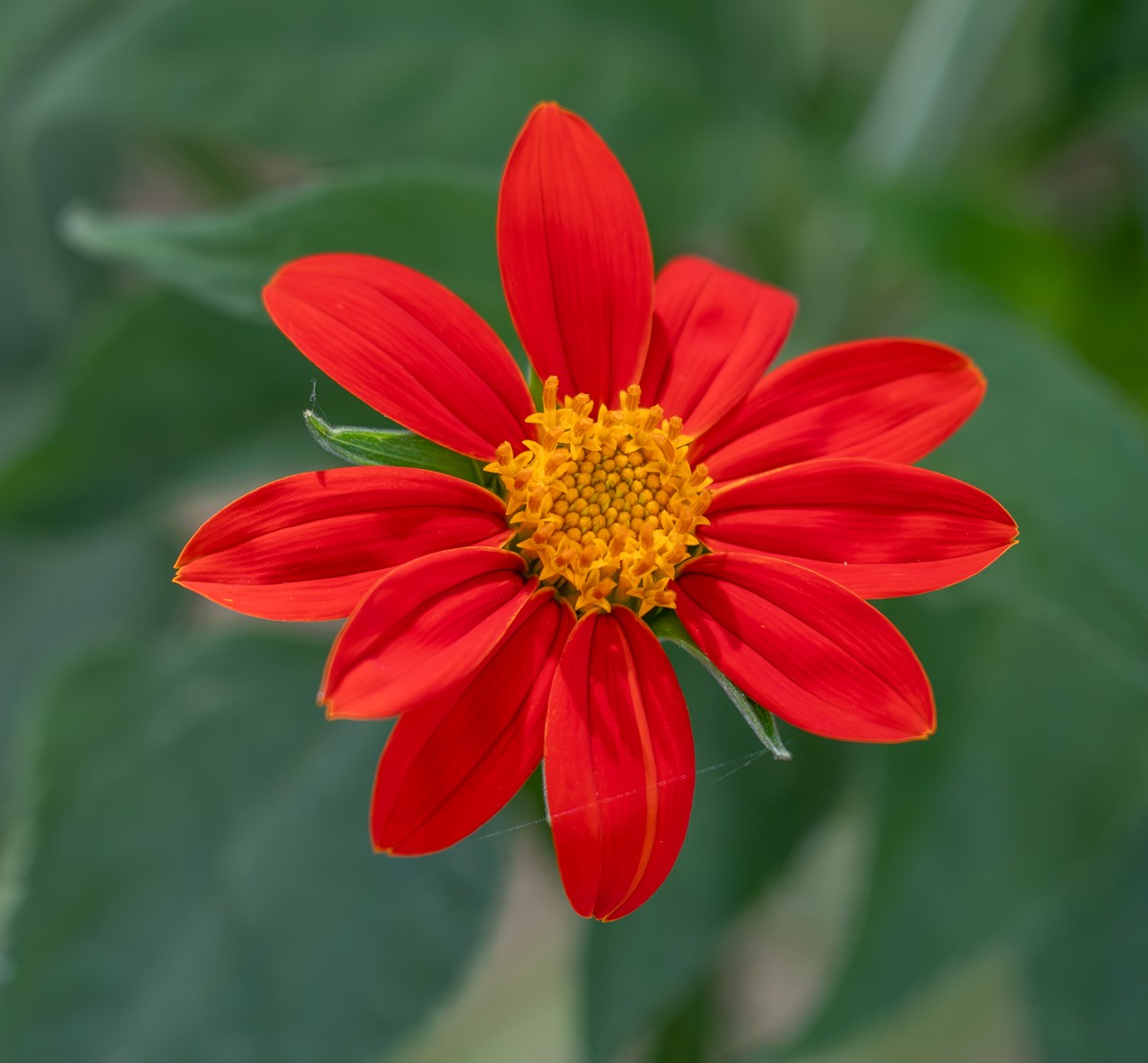 Nature photograph by Susanne Harm
