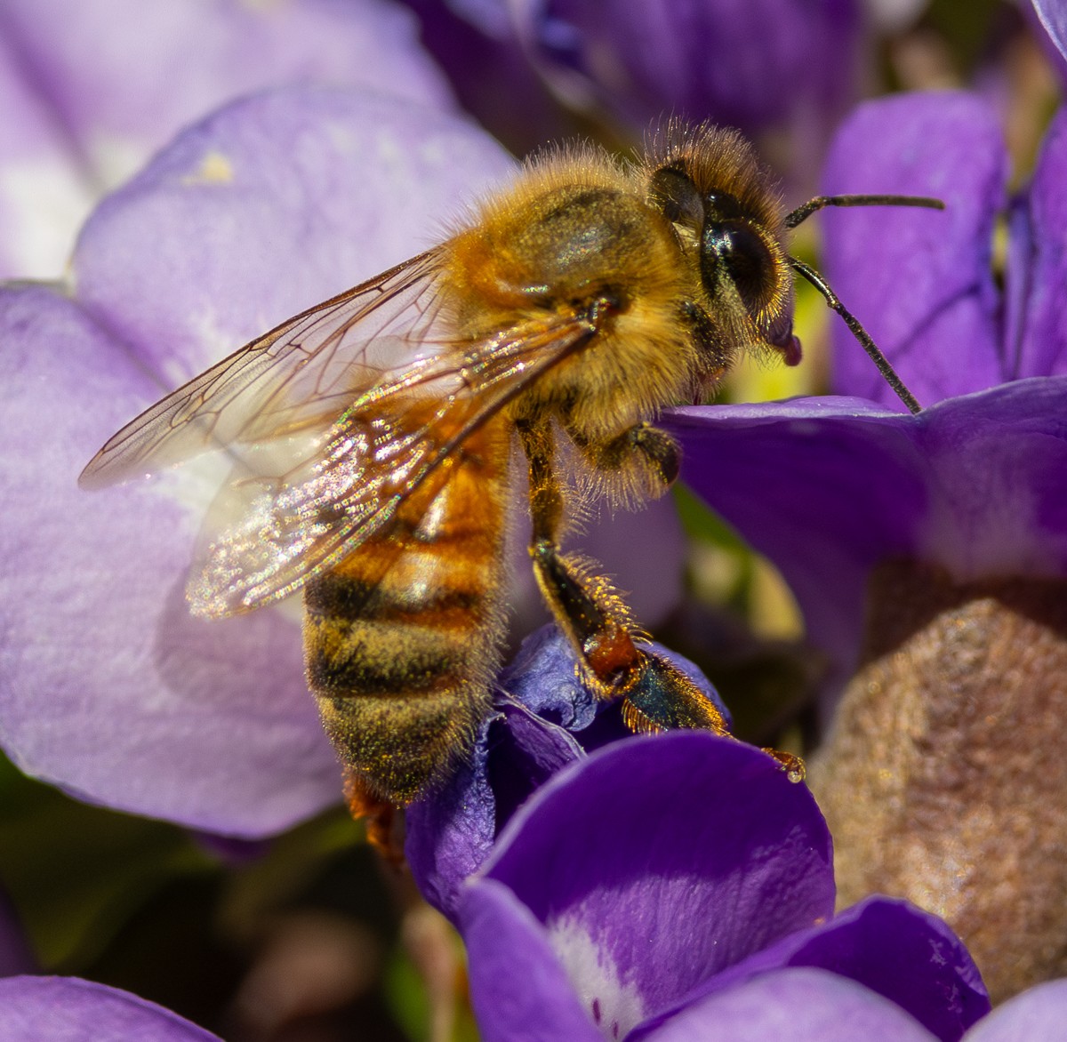Insect photograph by Susanne Harm
