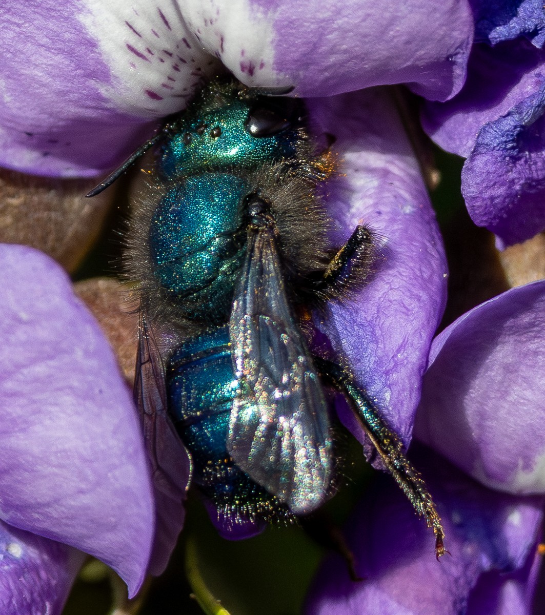 Insect photograph by Susanne Harm