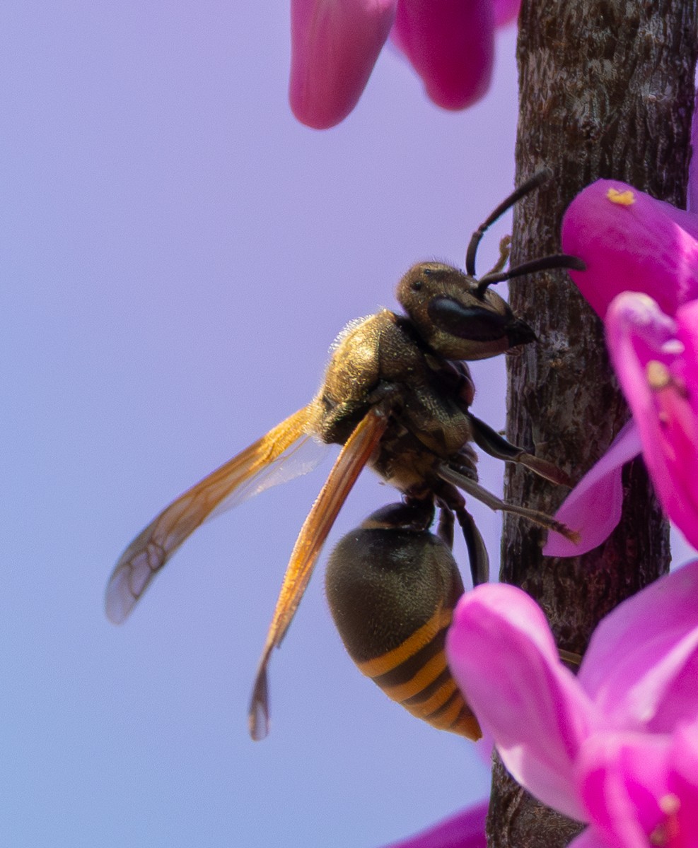 Insect photograph by Susanne Harm