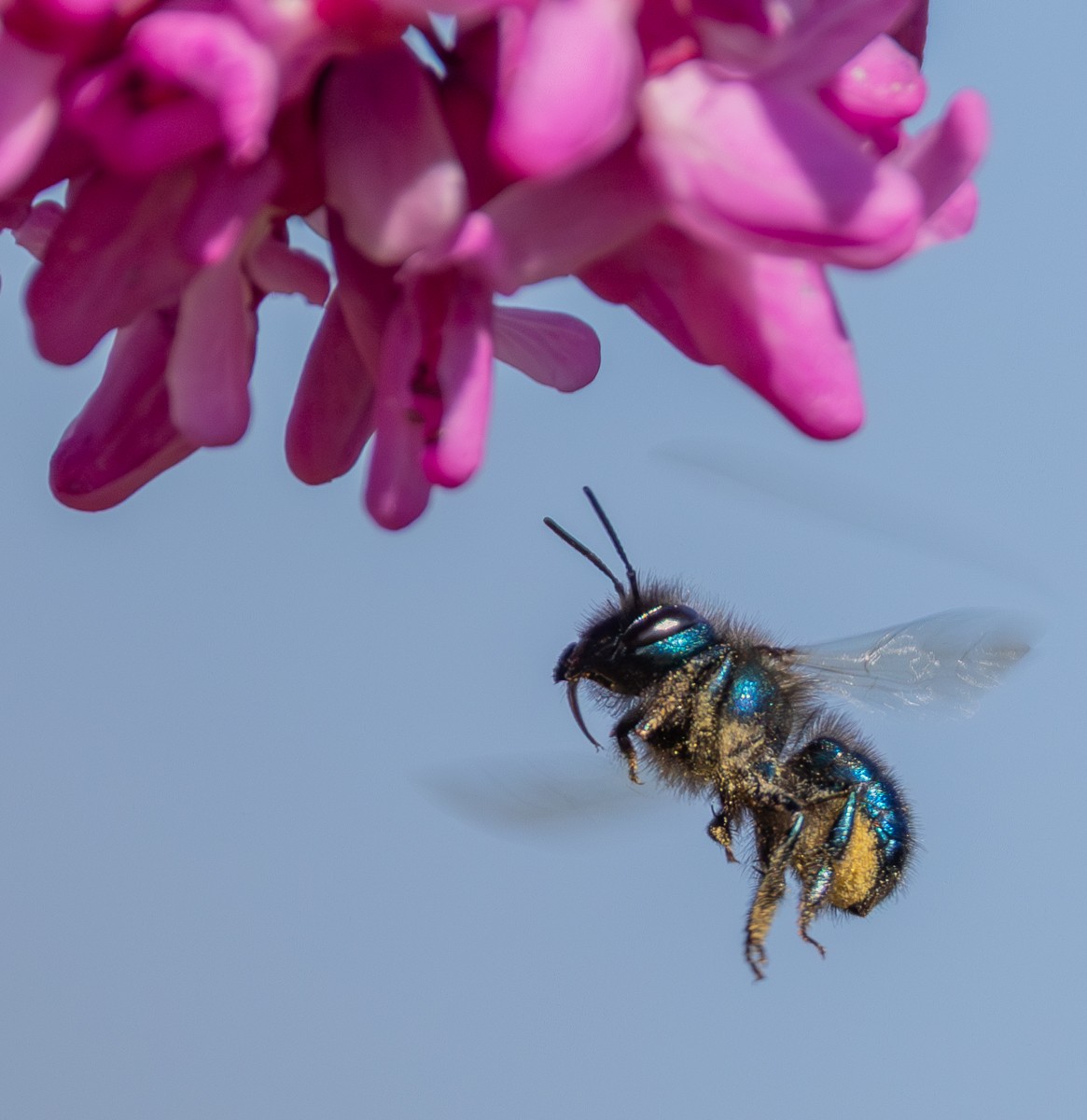 Insect photograph by Susanne Harm