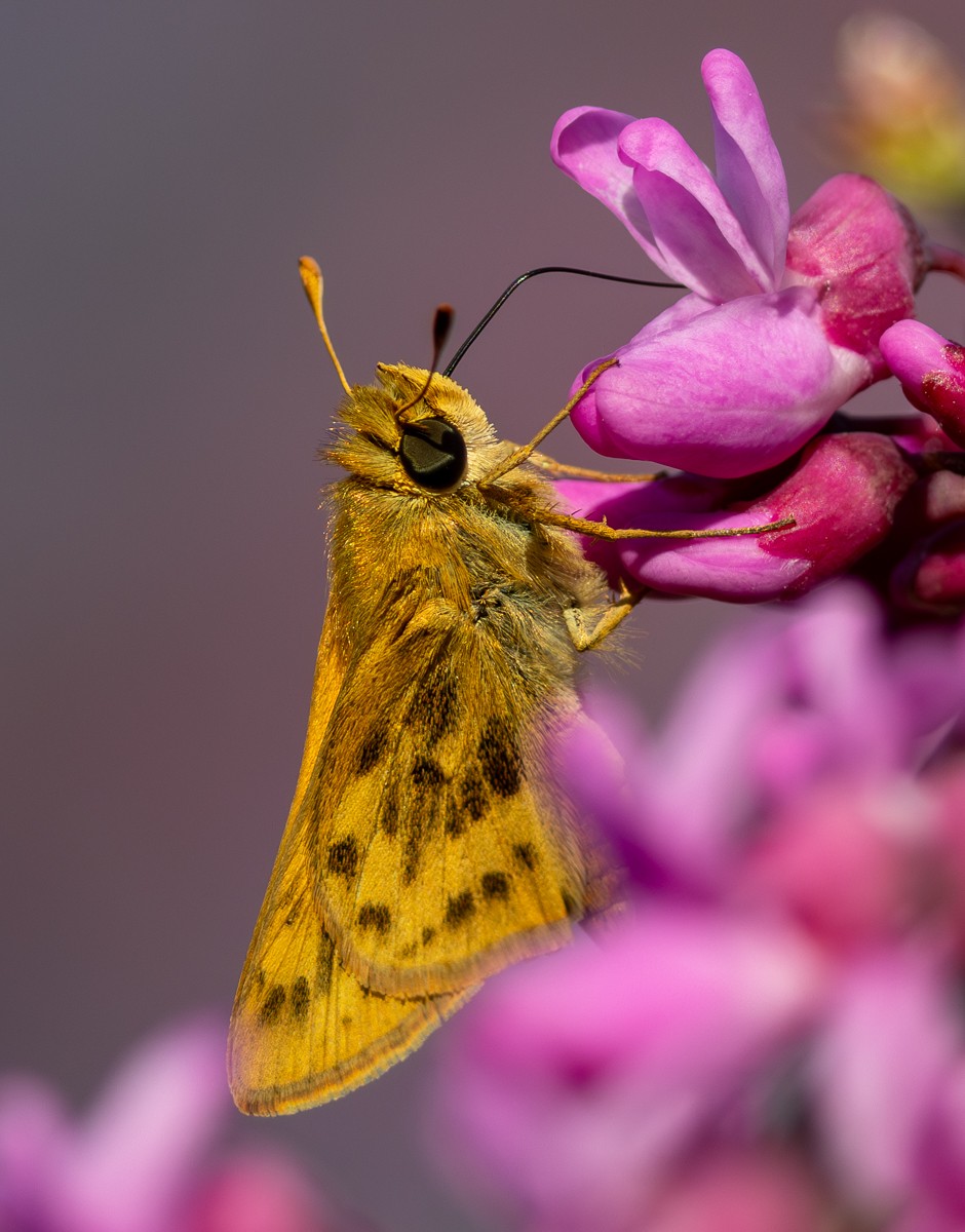 Insect photograph by Susanne Harm