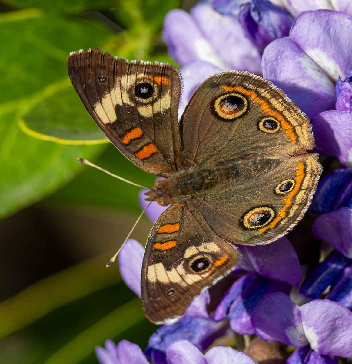 Insect photograph by Susanne Harm
