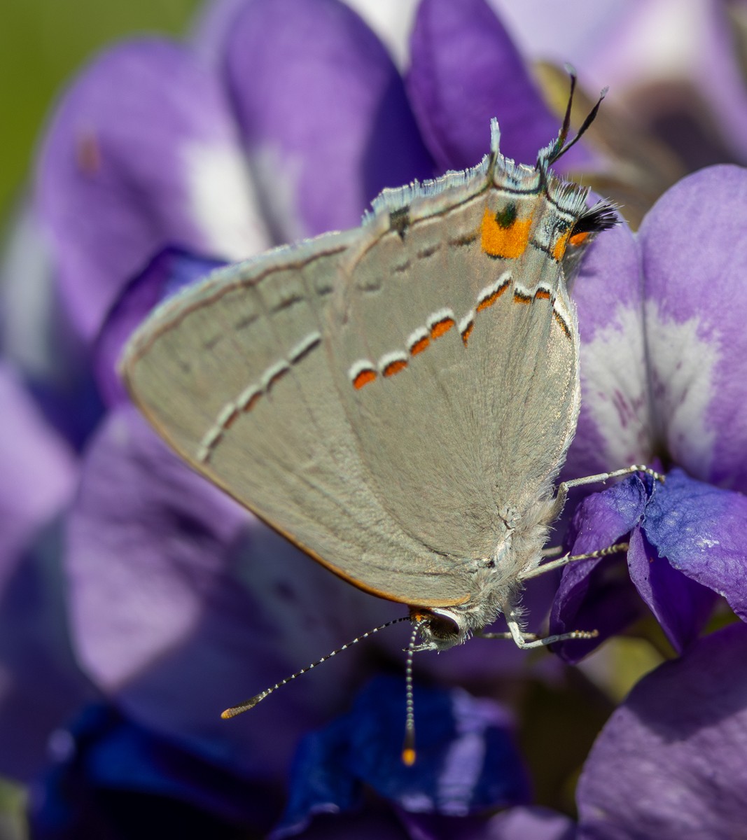 Insect photograph by Susanne Harm