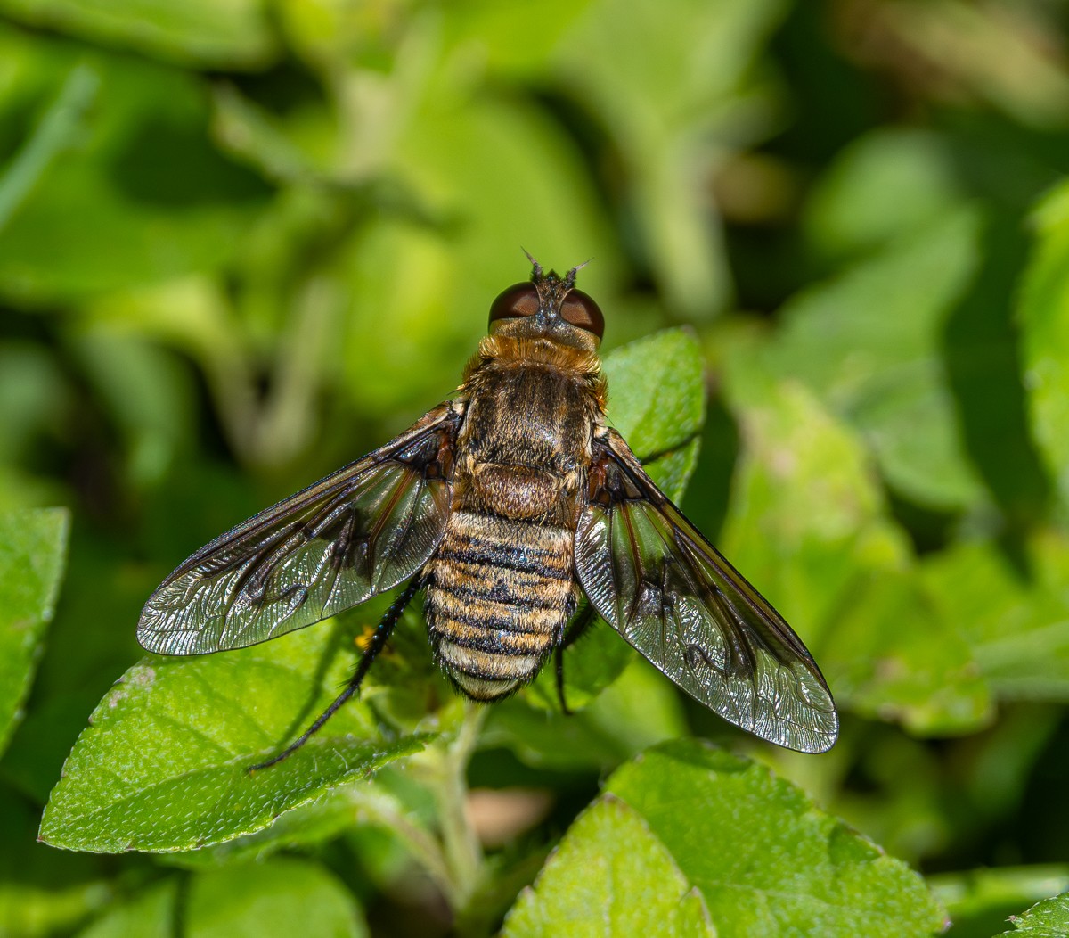 Insect photograph by Susanne Harm