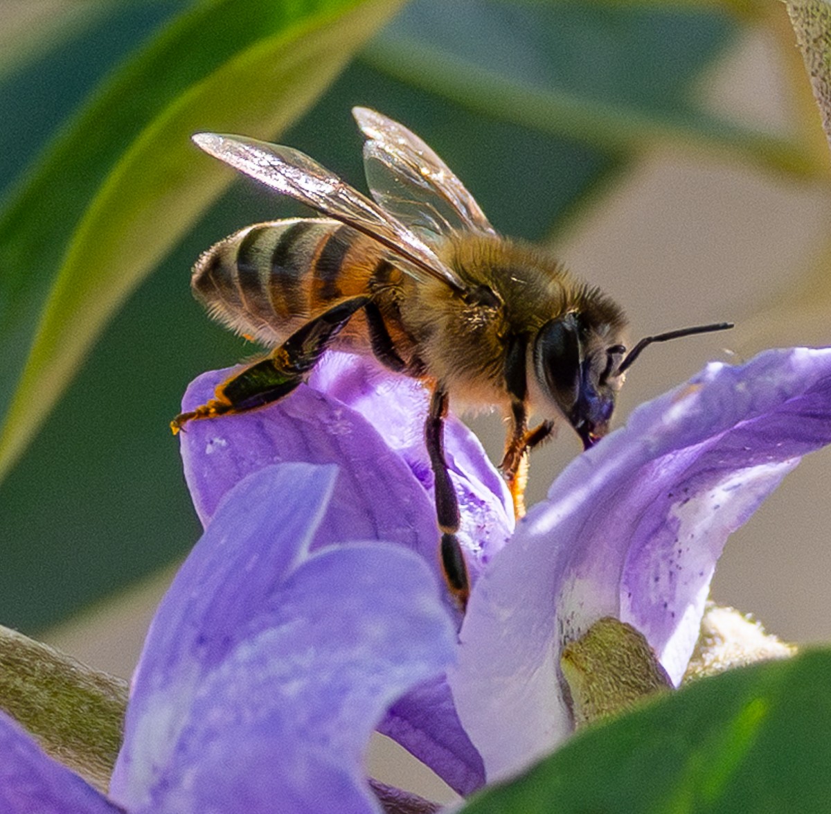 Insect photograph by Susanne Harm