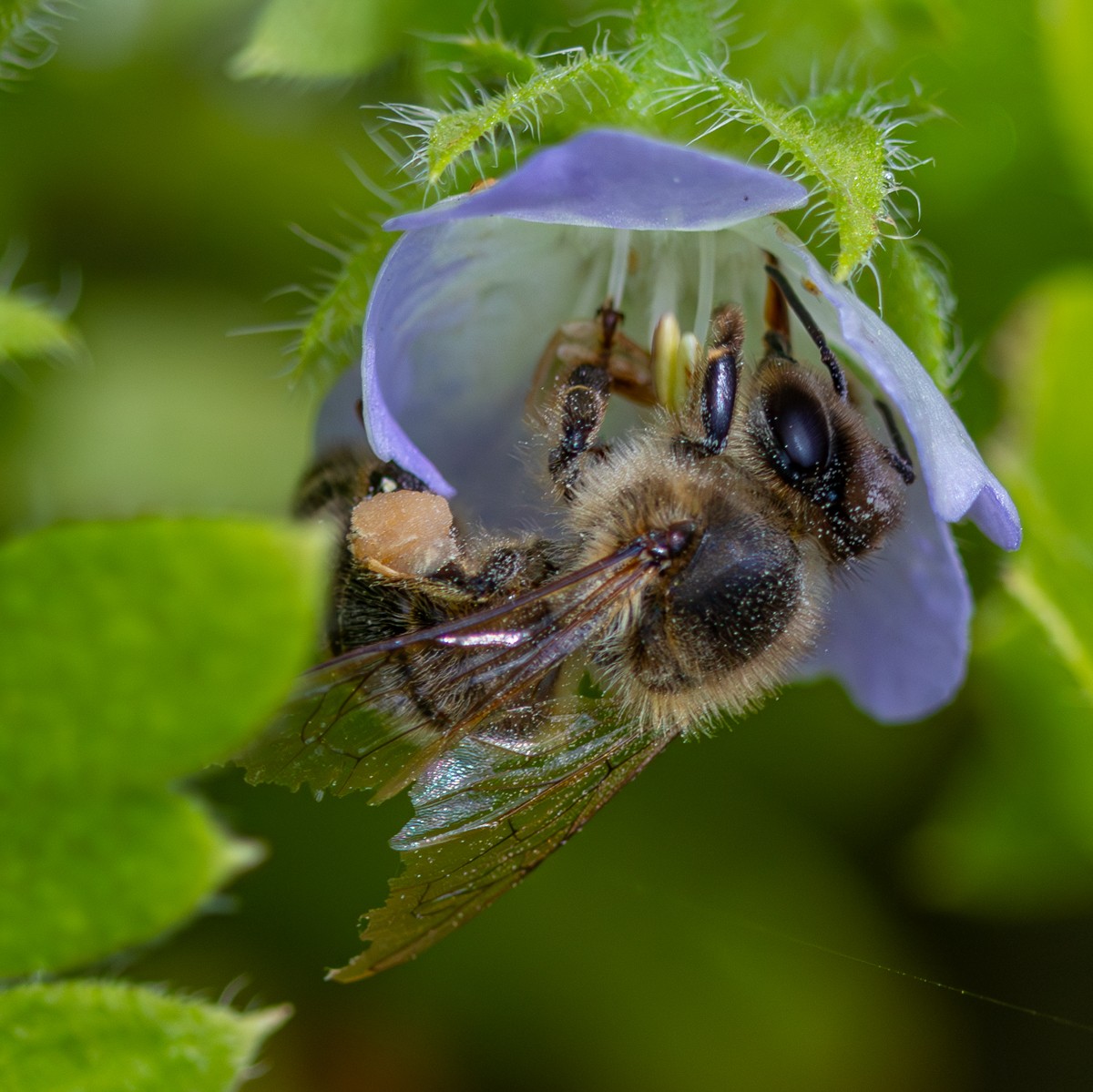 Insect photograph by Susanne Harm