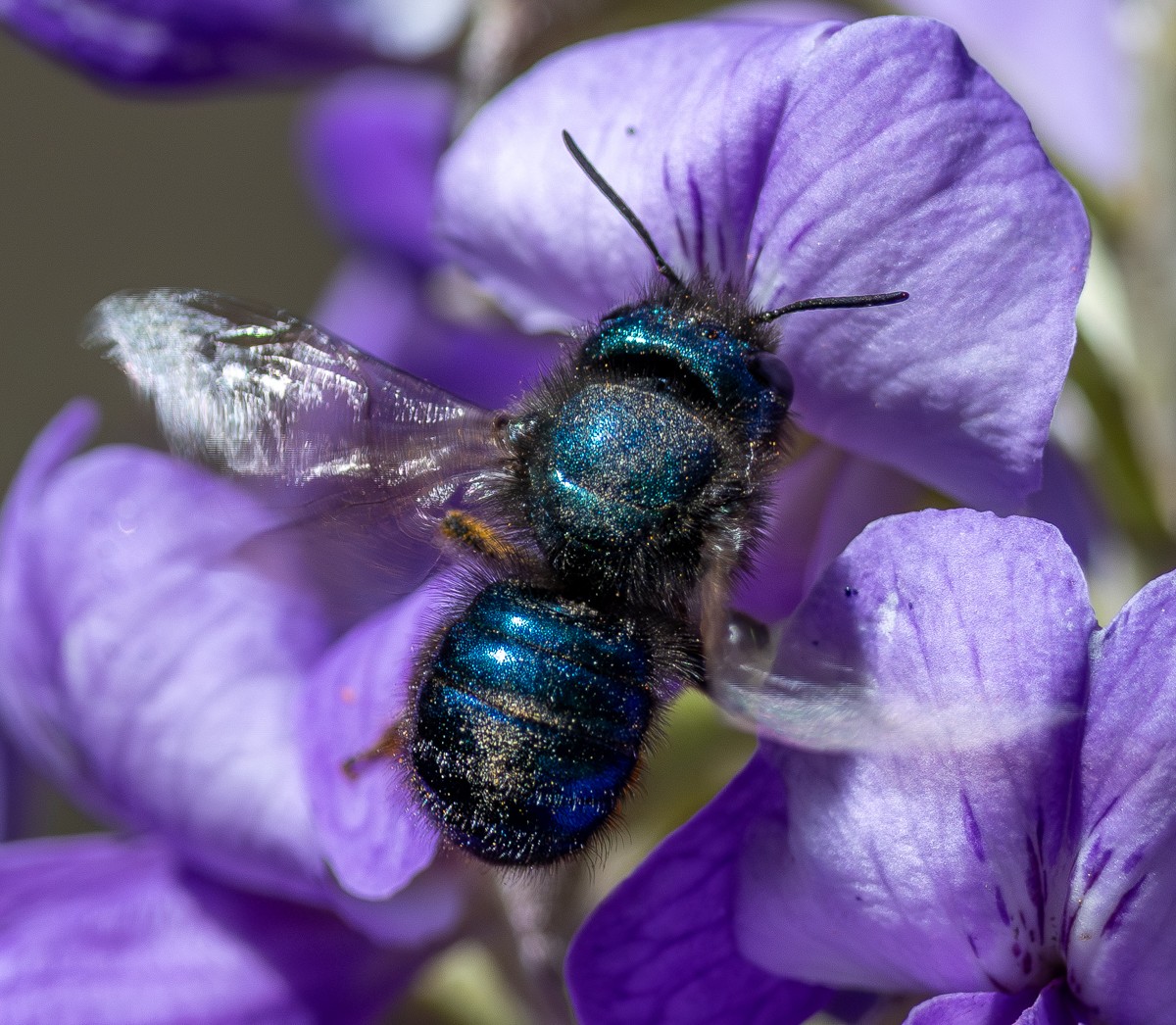 Insect photograph by Susanne Harm