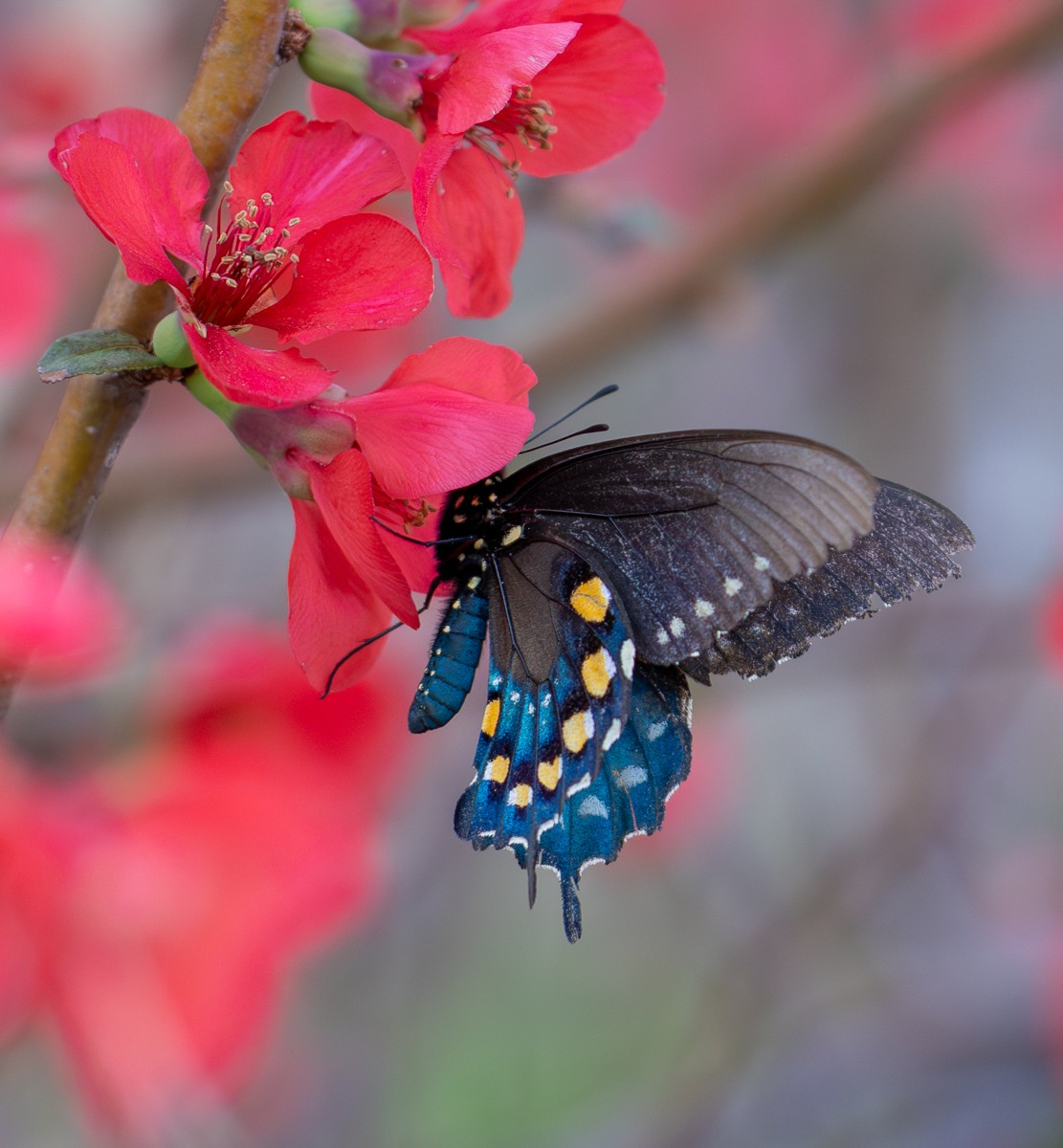 Insect photograph by Susanne Harm