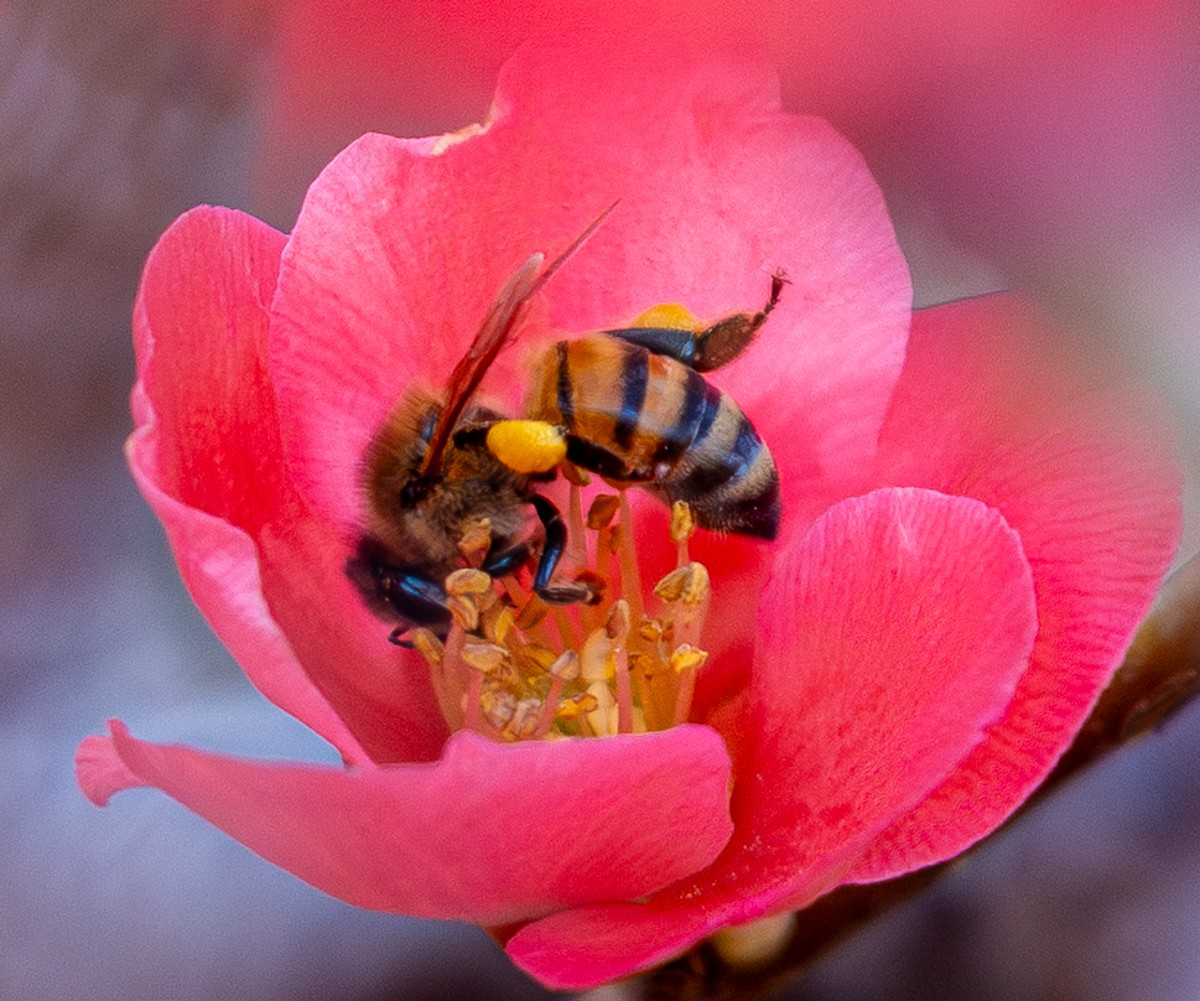 Insect photograph by Susanne Harm