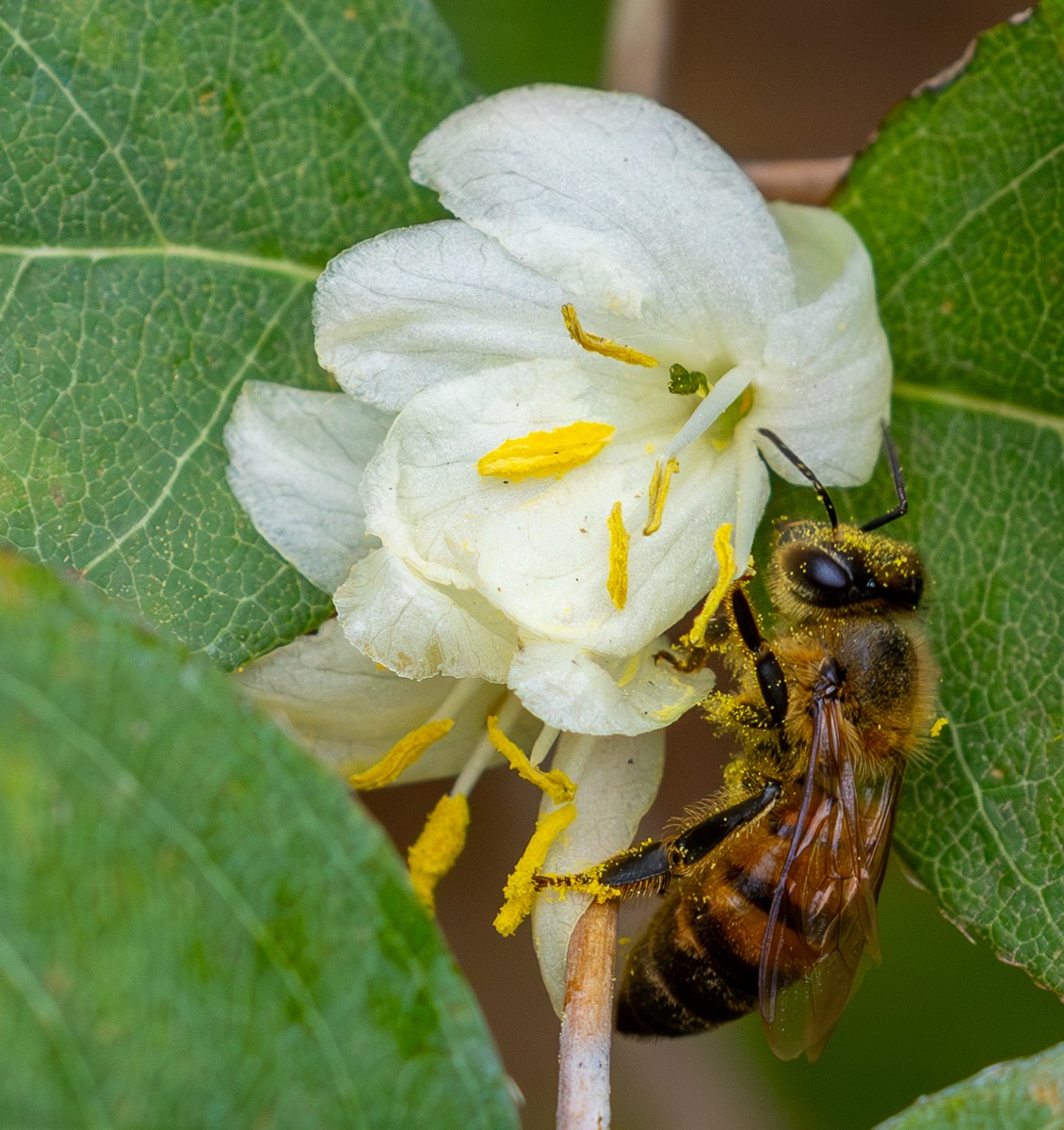 Insect photograph by Susanne Harm