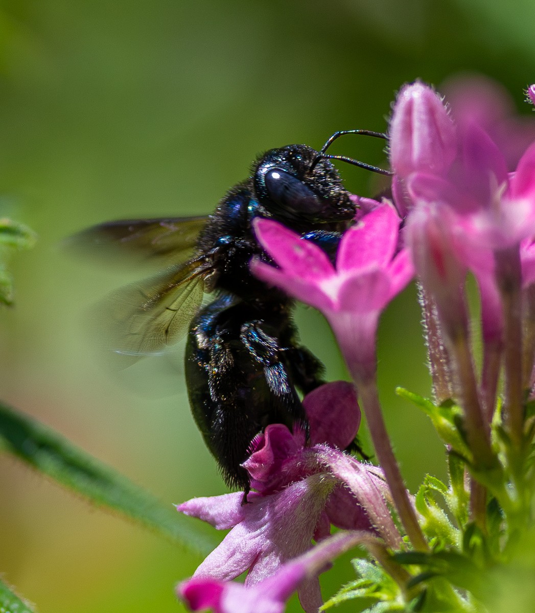Insect photograph by Susanne Harm