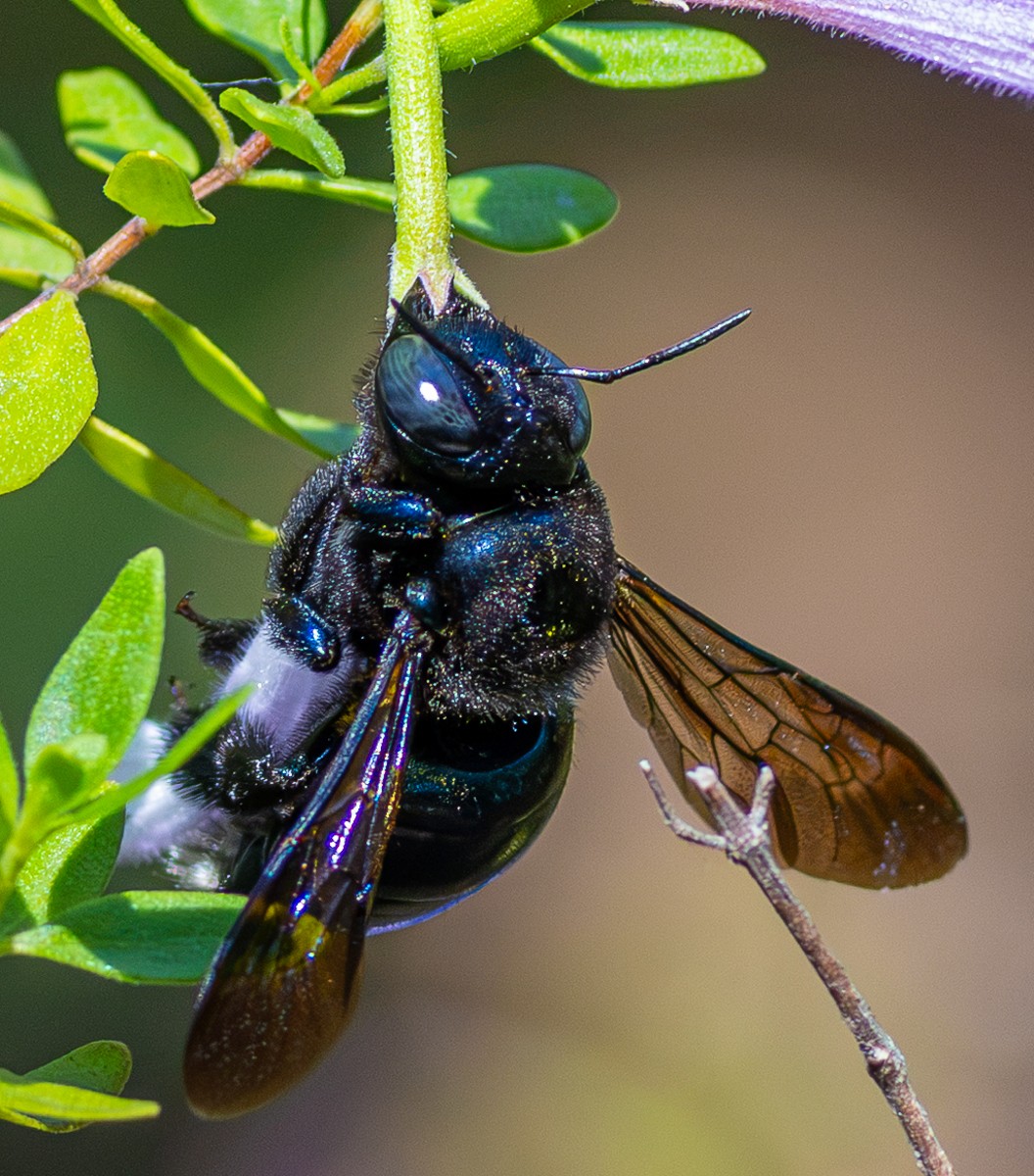 Insect photograph by Susanne Harm