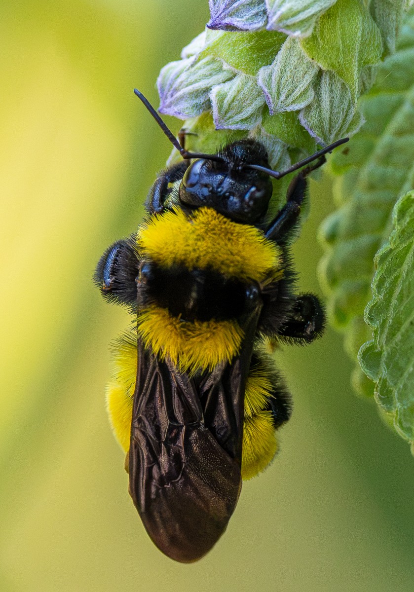 Insect photograph by Susanne Harm