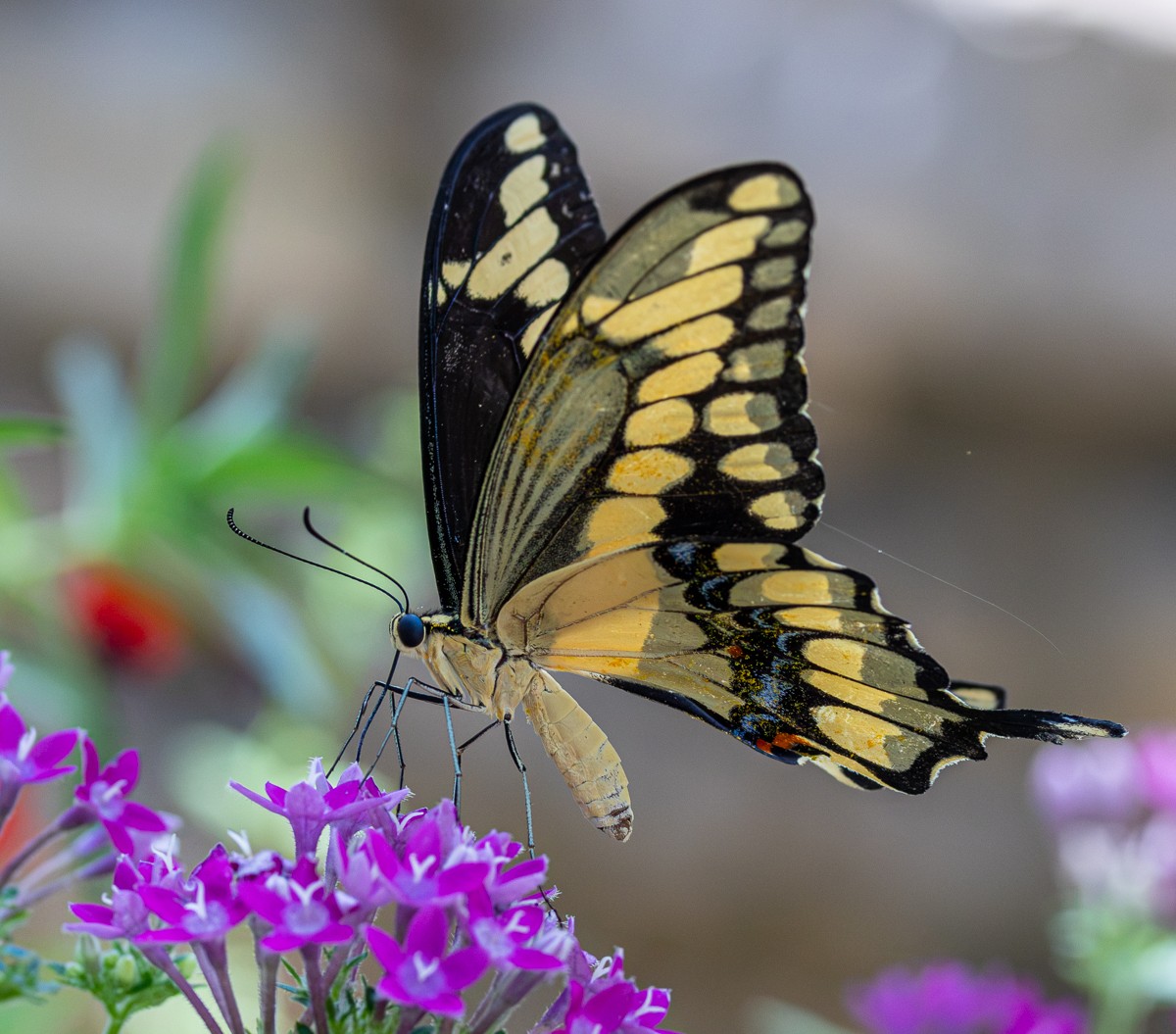 Insect photograph by Susanne Harm