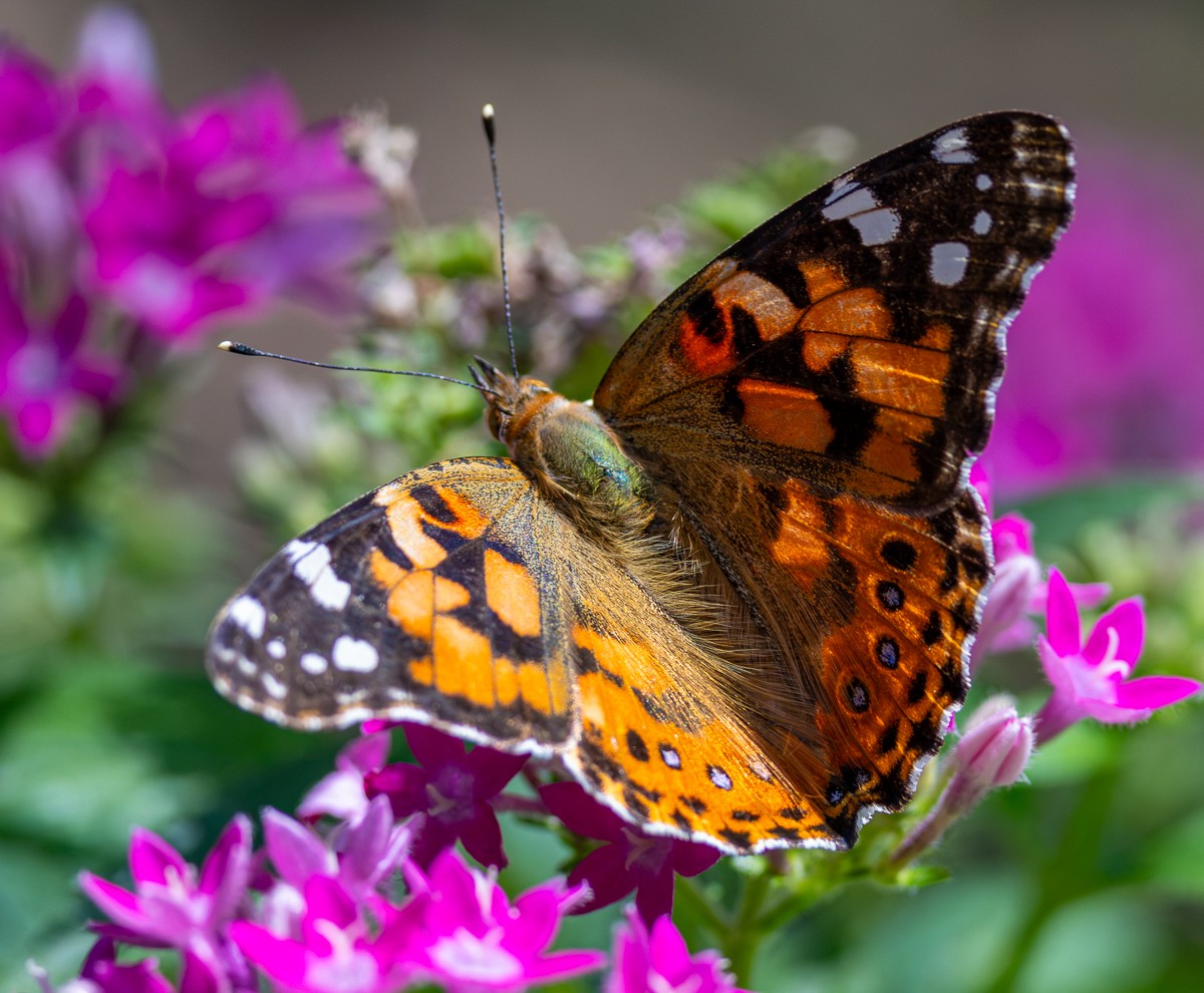 Insect photograph by Susanne Harm