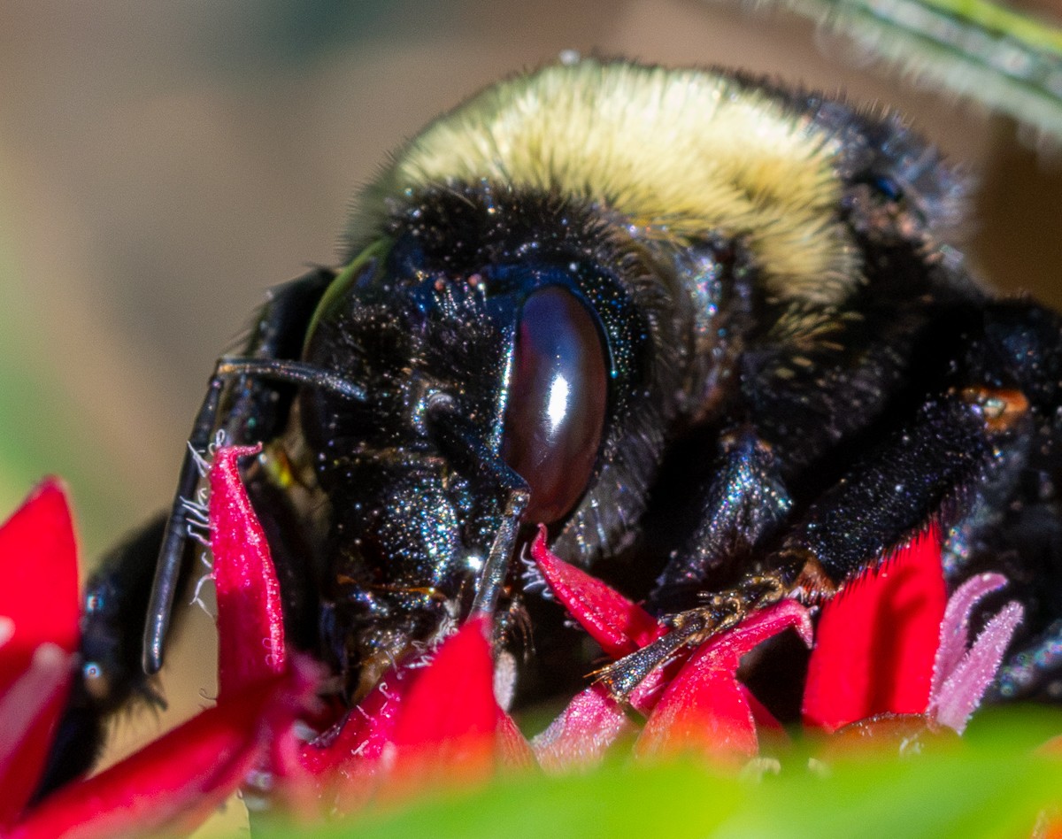 Insect photograph by Susanne Harm