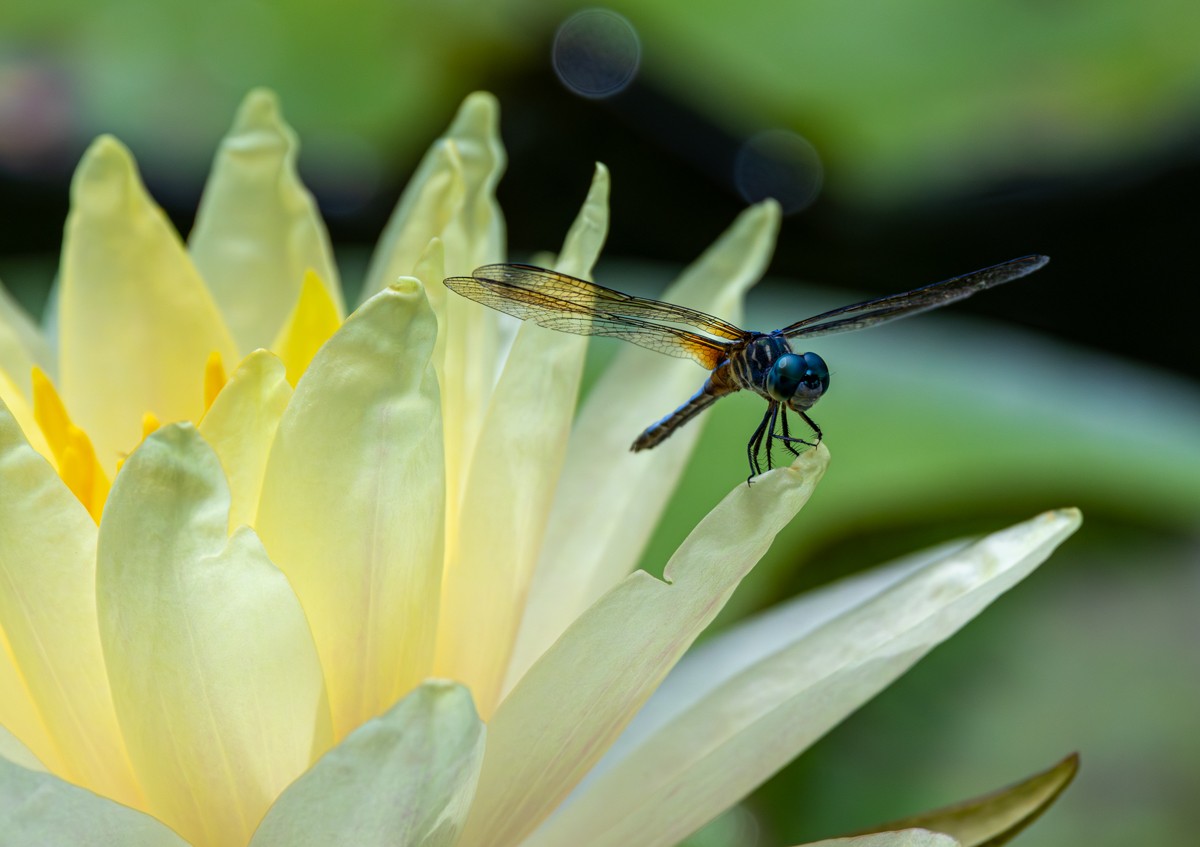 Insect photograph by Susanne Harm