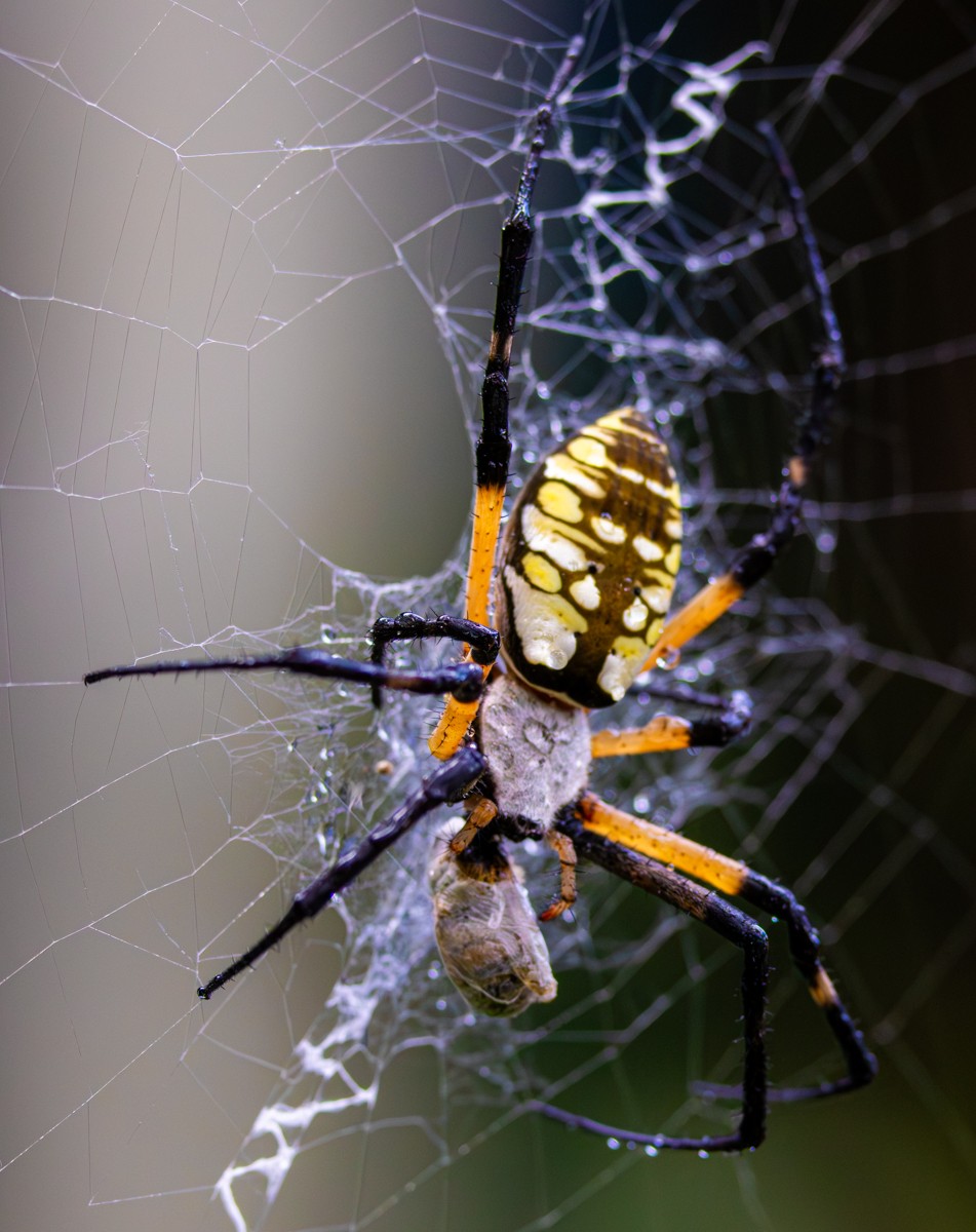 Insect photograph by Susanne Harm