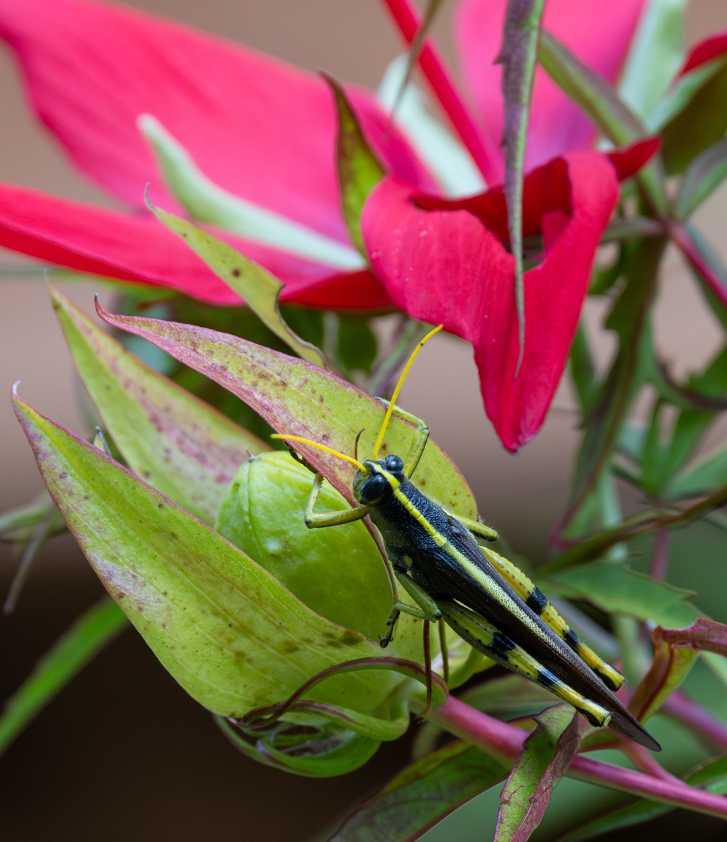 Insect photograph by Susanne Harm