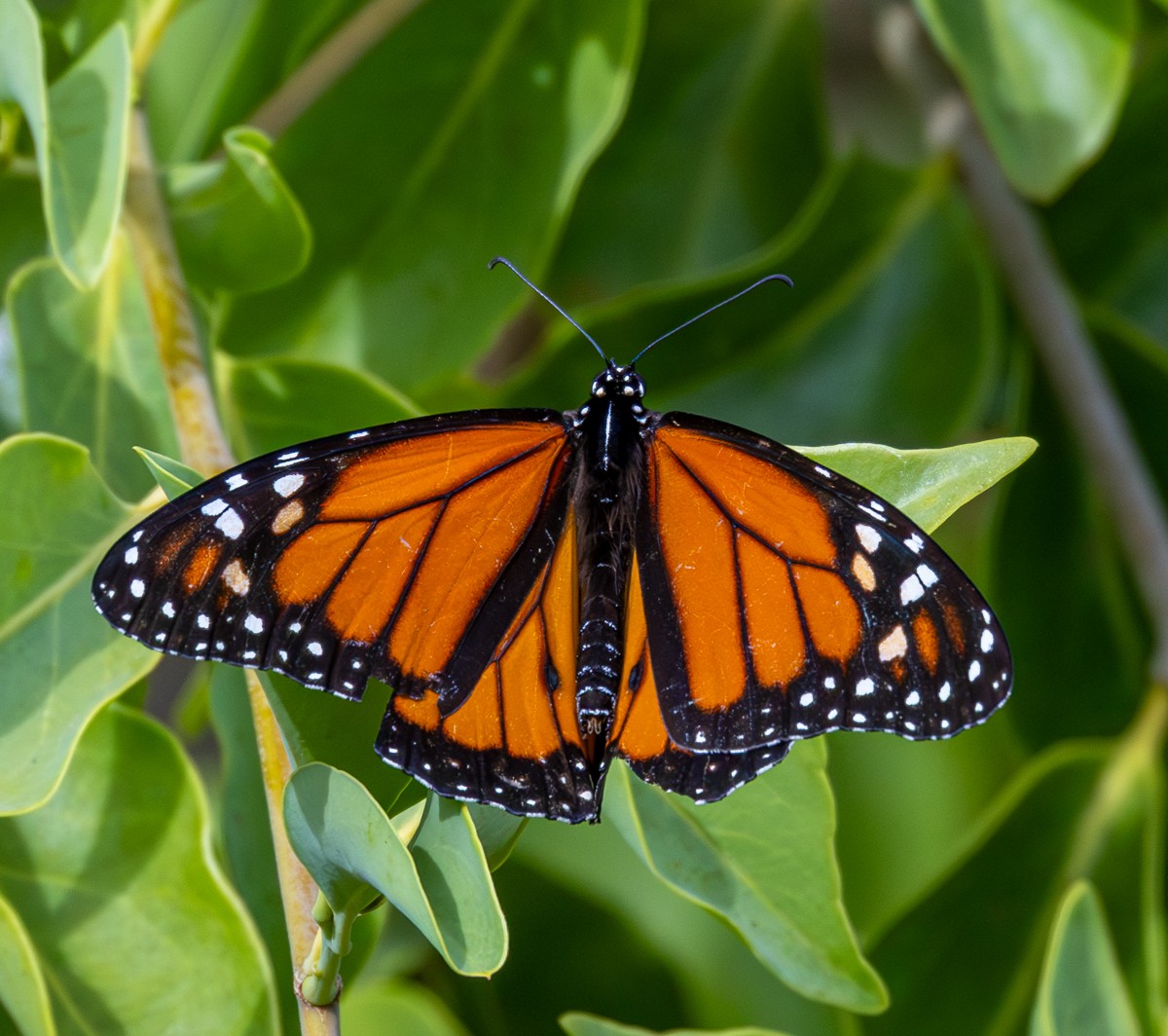 Insect photograph by Susanne Harm