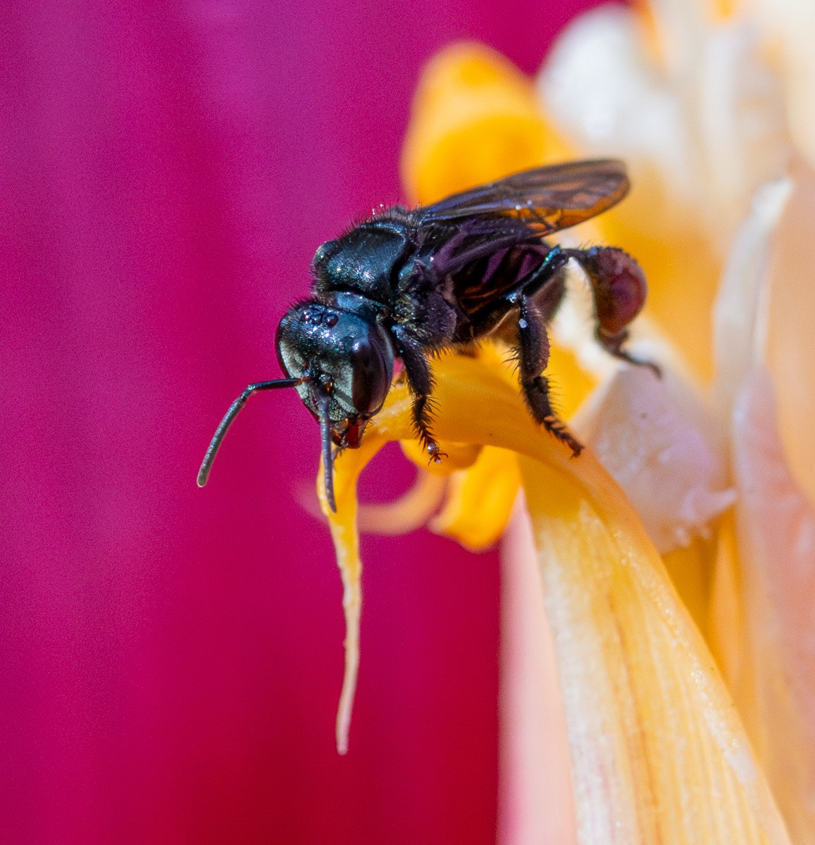 Insect photograph by Susanne Harm