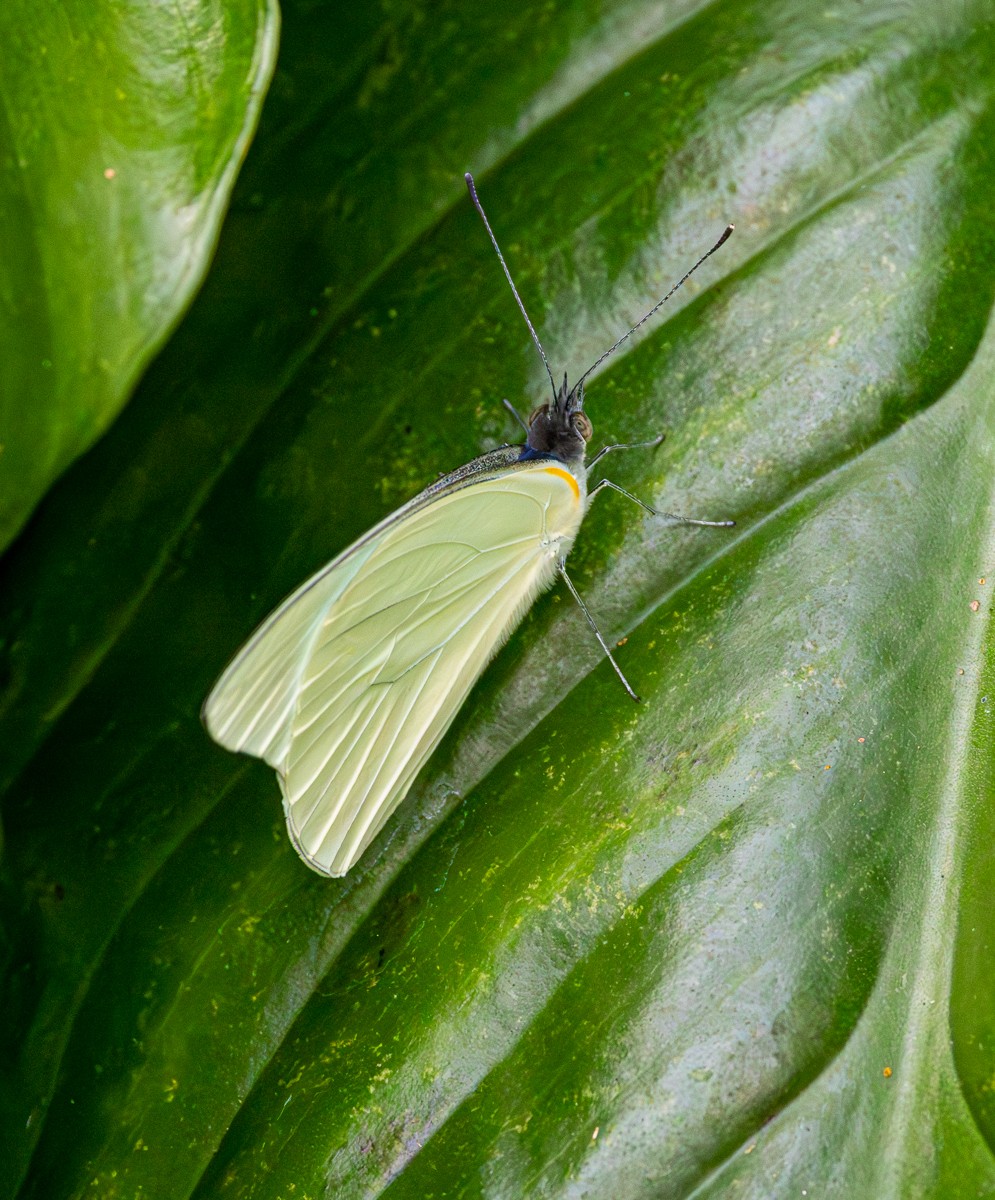Insect photograph by Susanne Harm