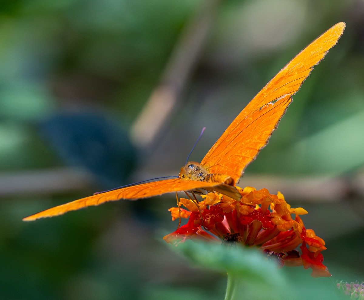 Insect photograph by Susanne Harm