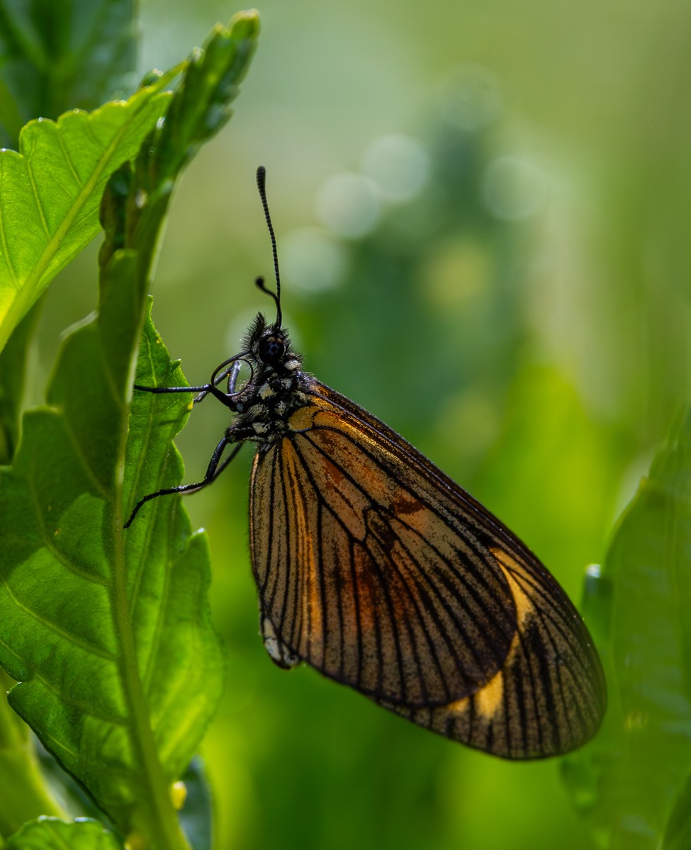 Insect photograph by Susanne Harm