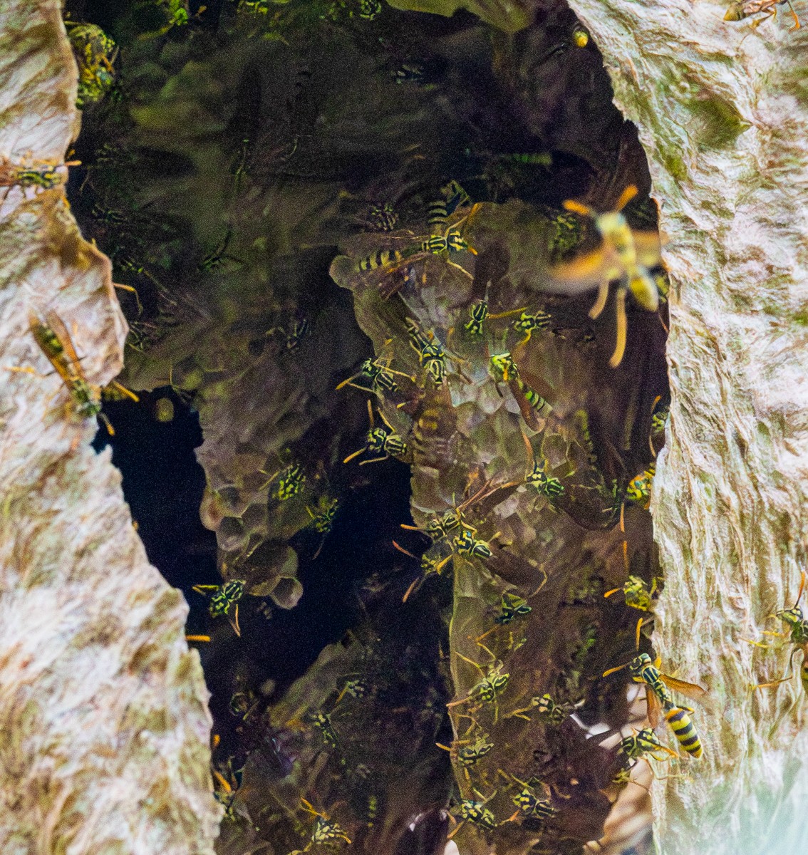 Insect photograph by Susanne Harm