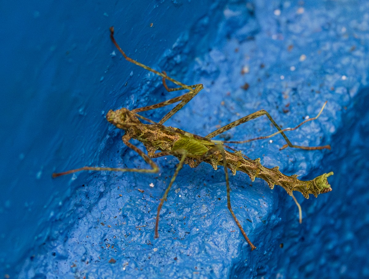 Insect photograph by Susanne Harm