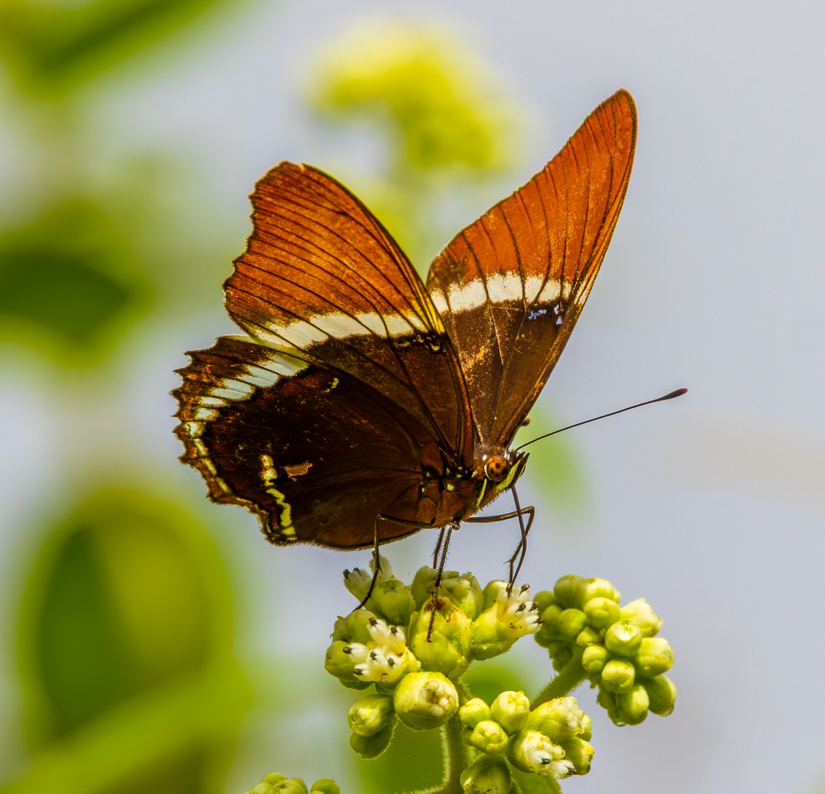 Insect photograph by Susanne Harm