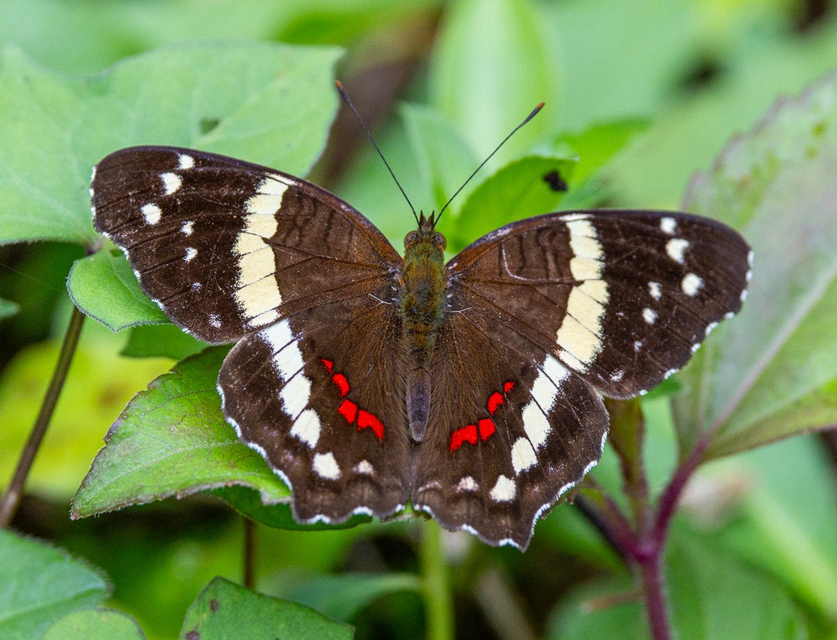Insect photograph by Susanne Harm