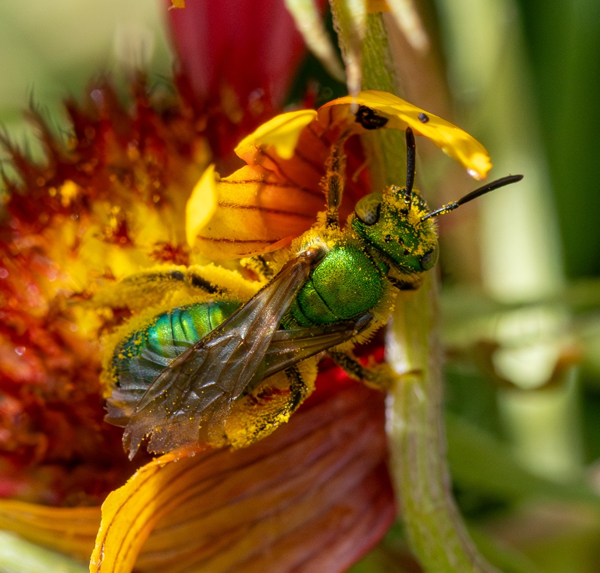 Insect photograph by Susanne Harm