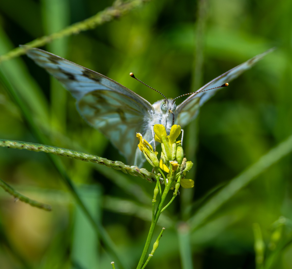 Insect photograph by Susanne Harm