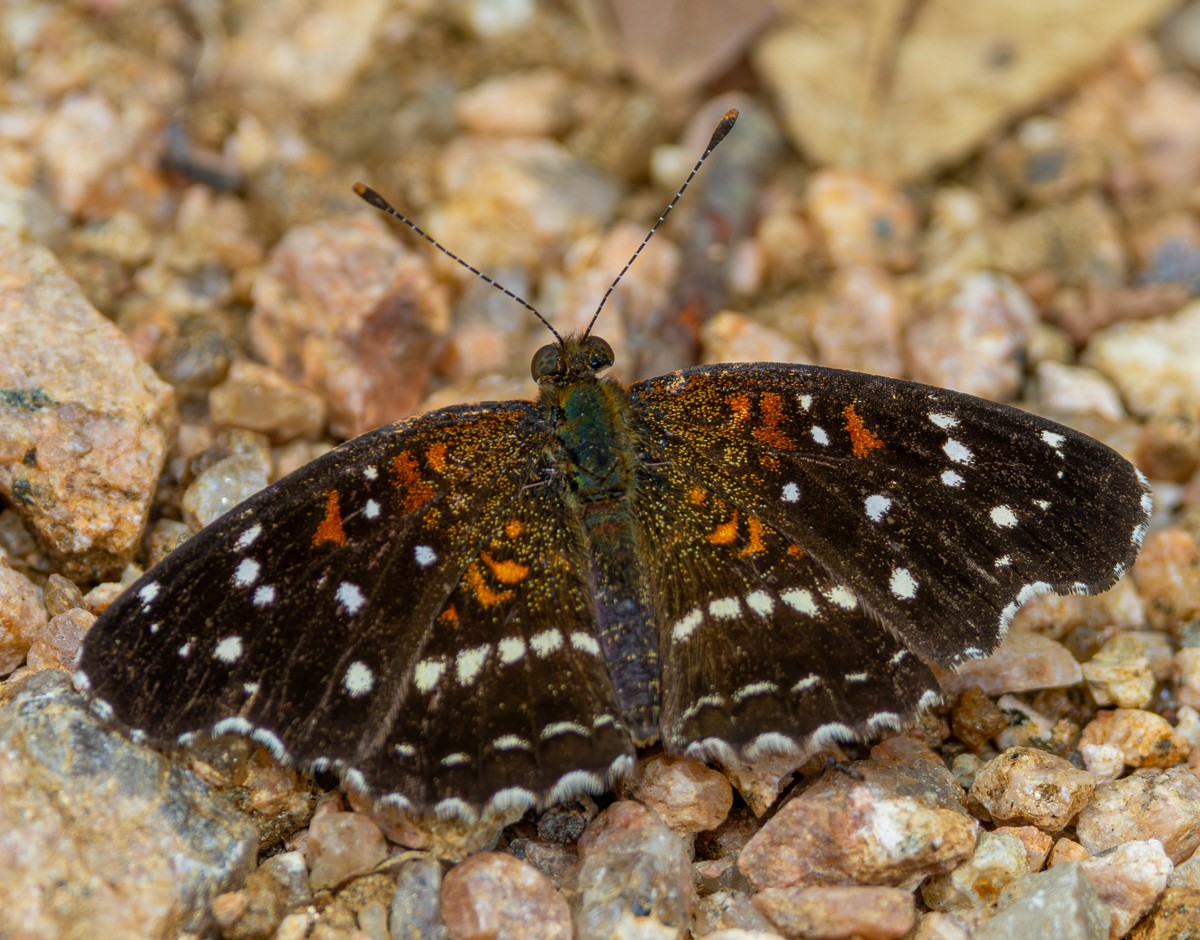Insect photograph by Susanne Harm