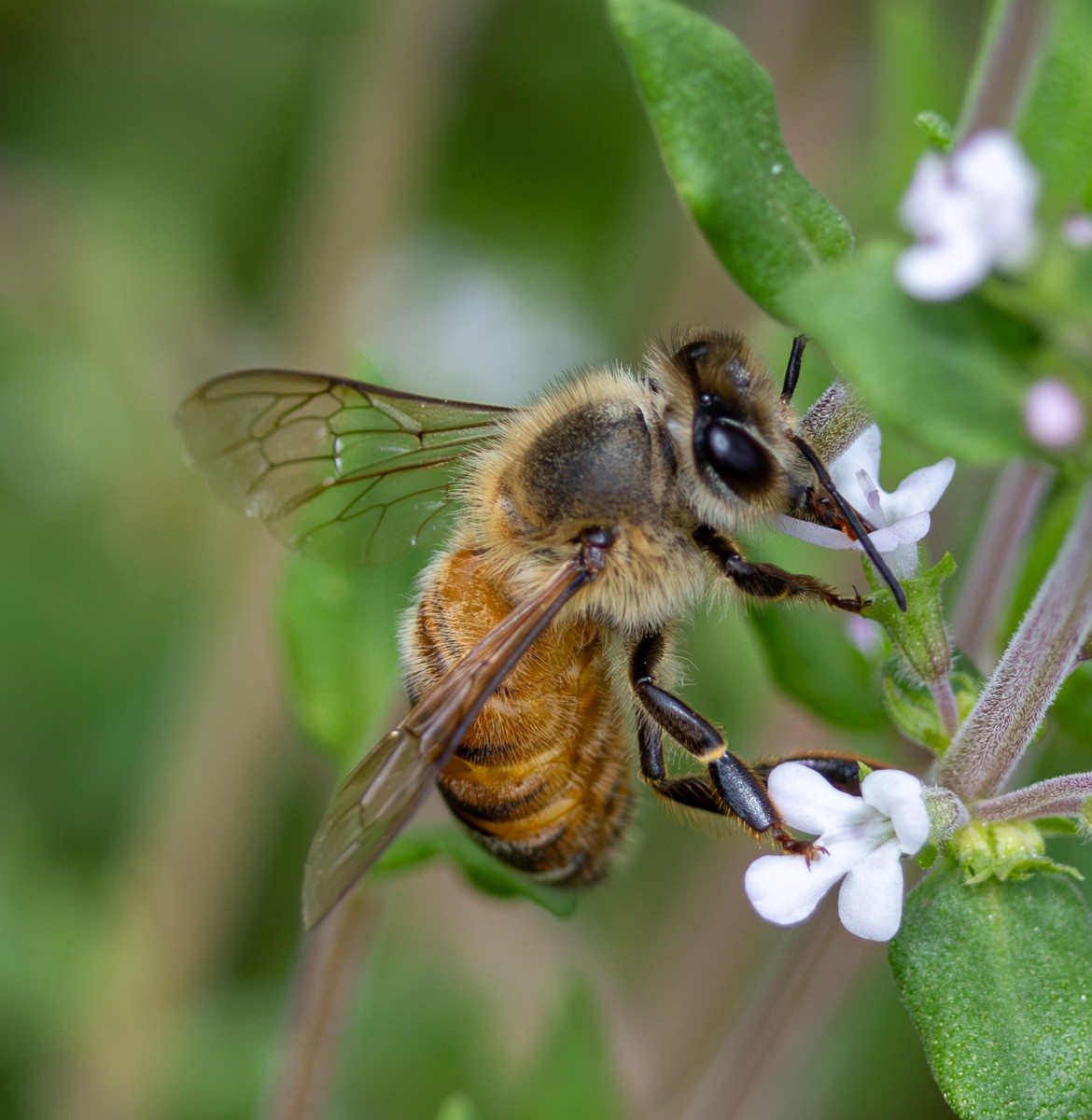 Insect photograph by Susanne Harm