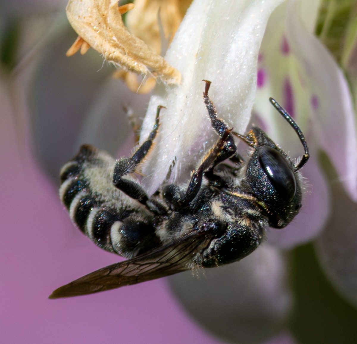 Insect photograph by Susanne Harm