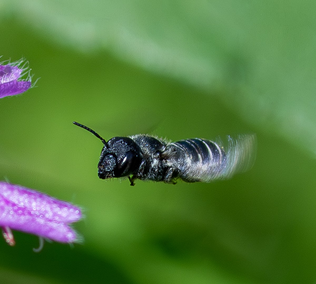 Insect photograph by Susanne Harm