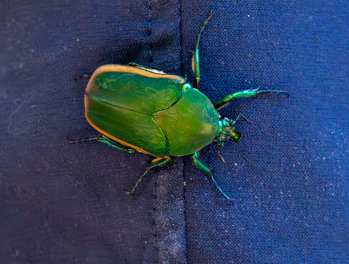 Insect photograph by Susanne Harm