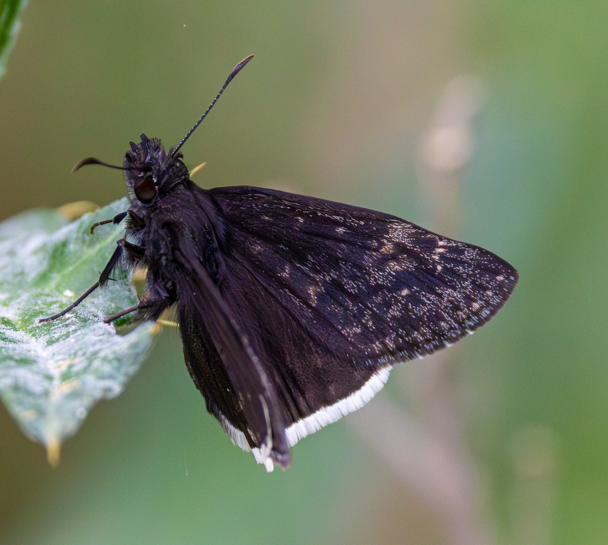 Insect photograph by Susanne Harm