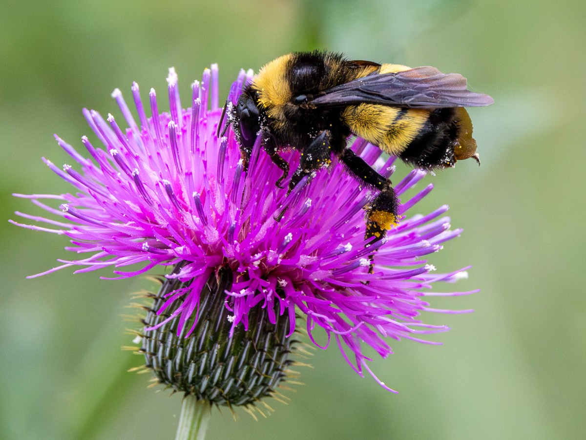 Insect photograph by Susanne Harm