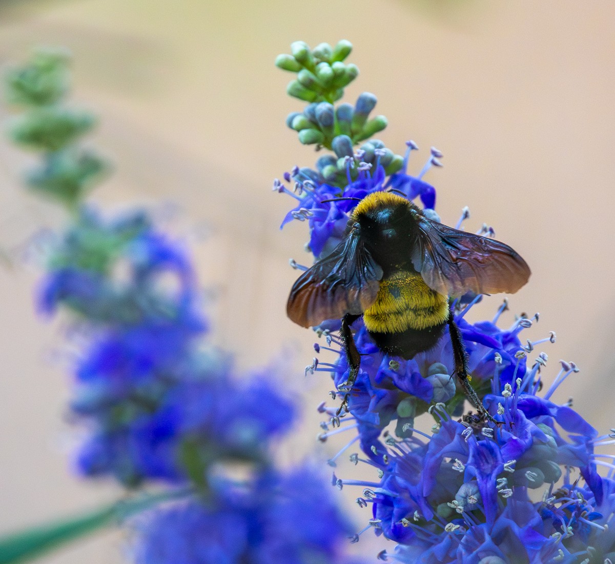 Insect photograph by Susanne Harm