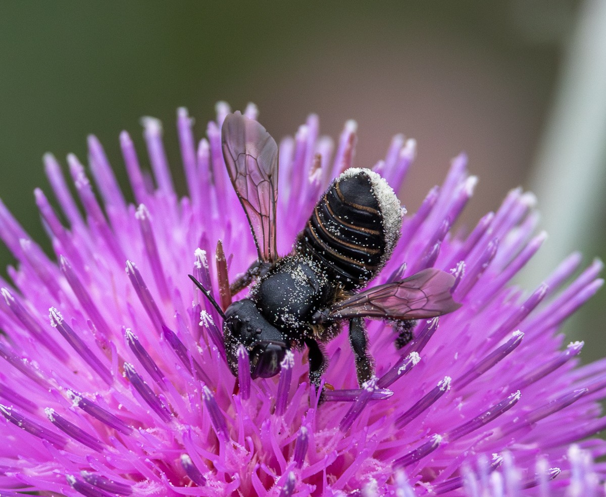Insect photograph by Susanne Harm
