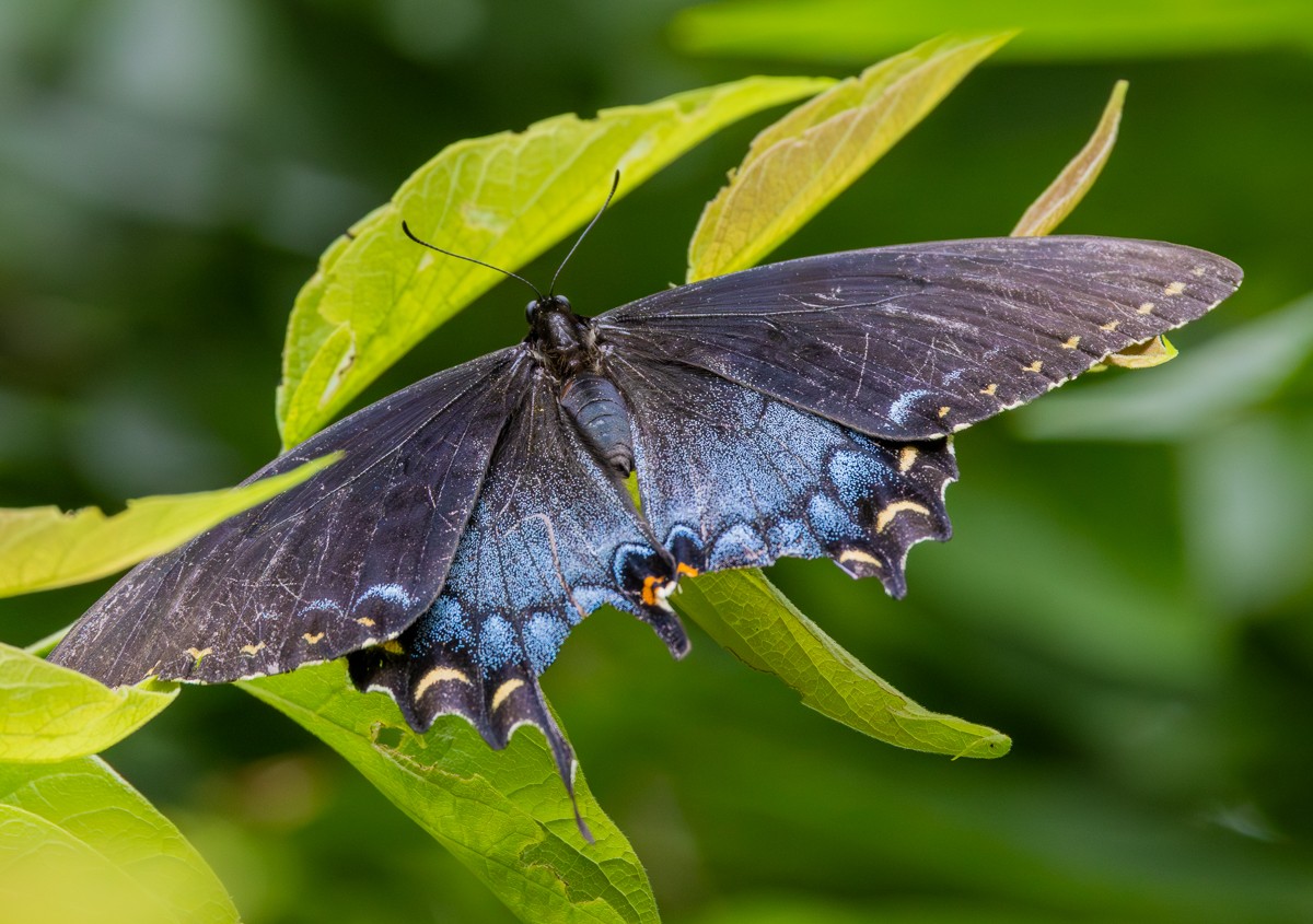 Insect photograph by Susanne Harm